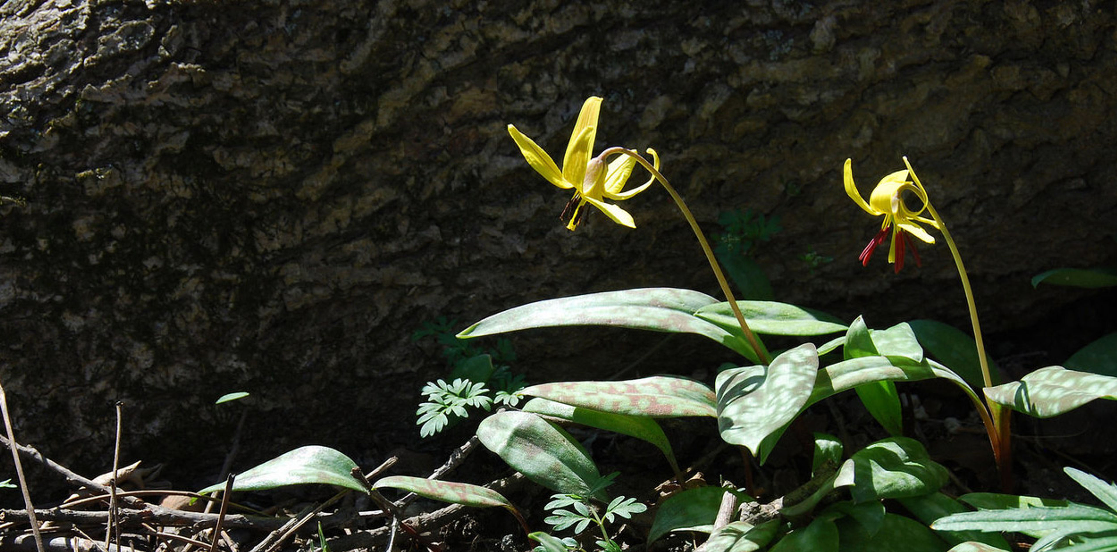 places-dull-woods-slider-flowers.jpg