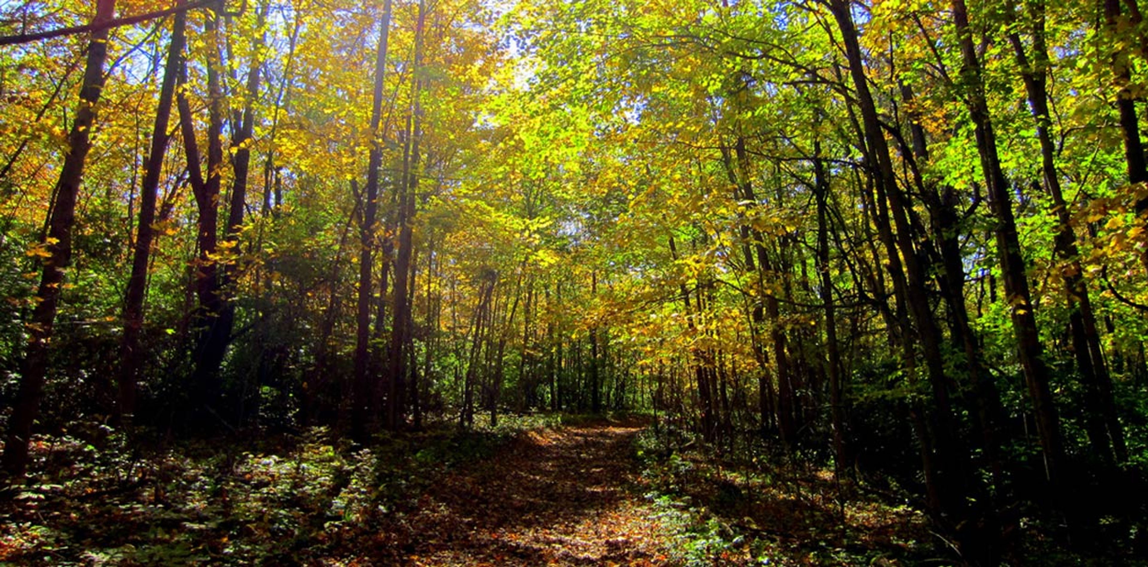 places-sugarcreek-slider-forest.jpg