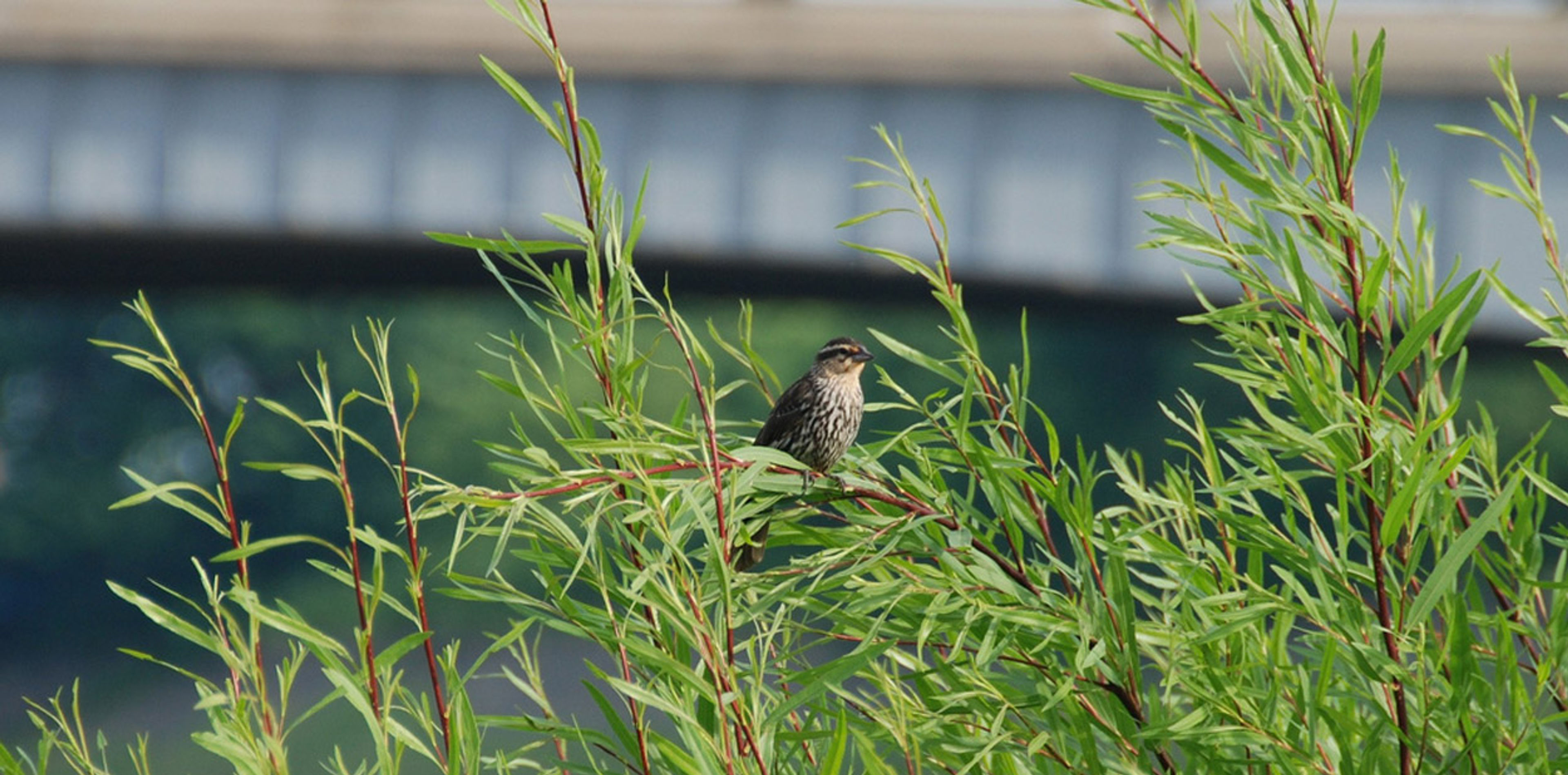 places-sunrise-slider-bird.jpg