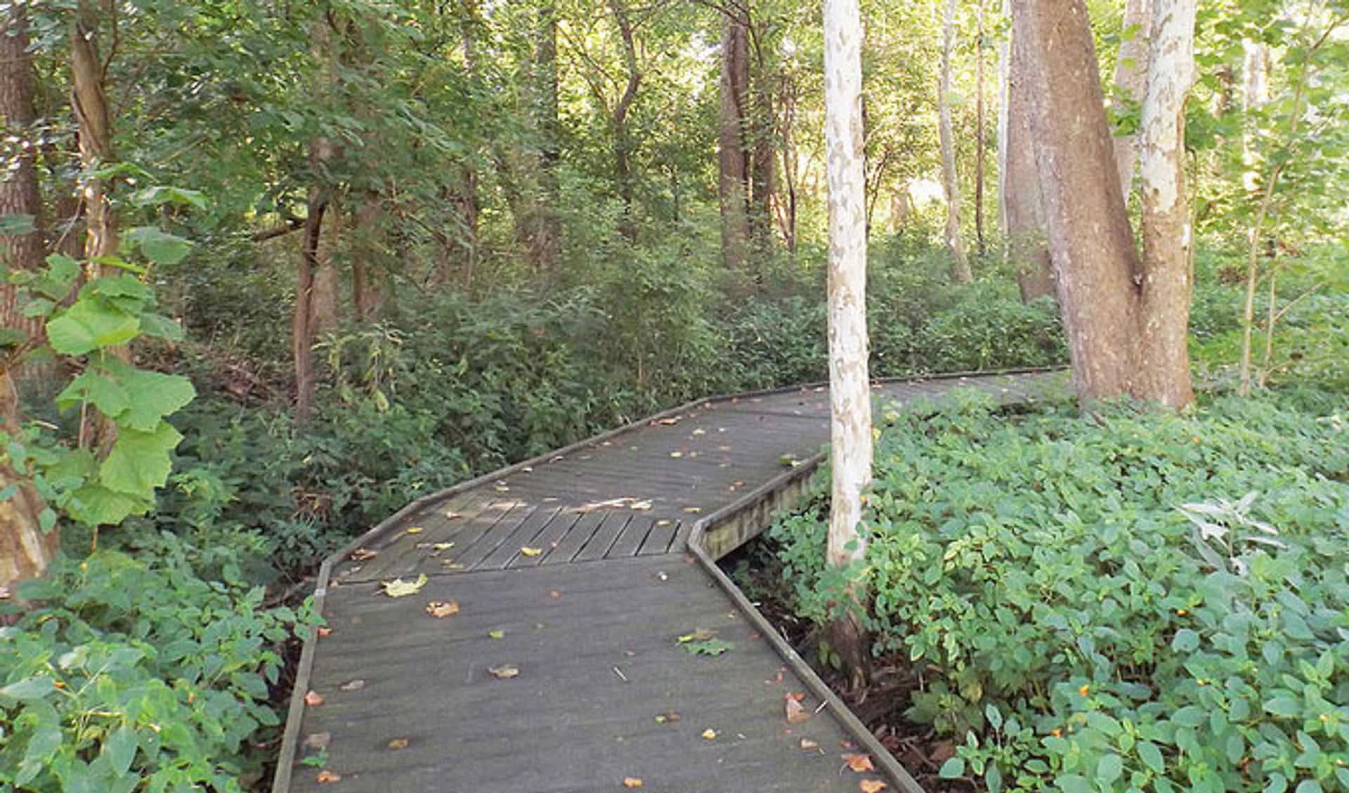 park-woodman-fen-boardwalk.jpg