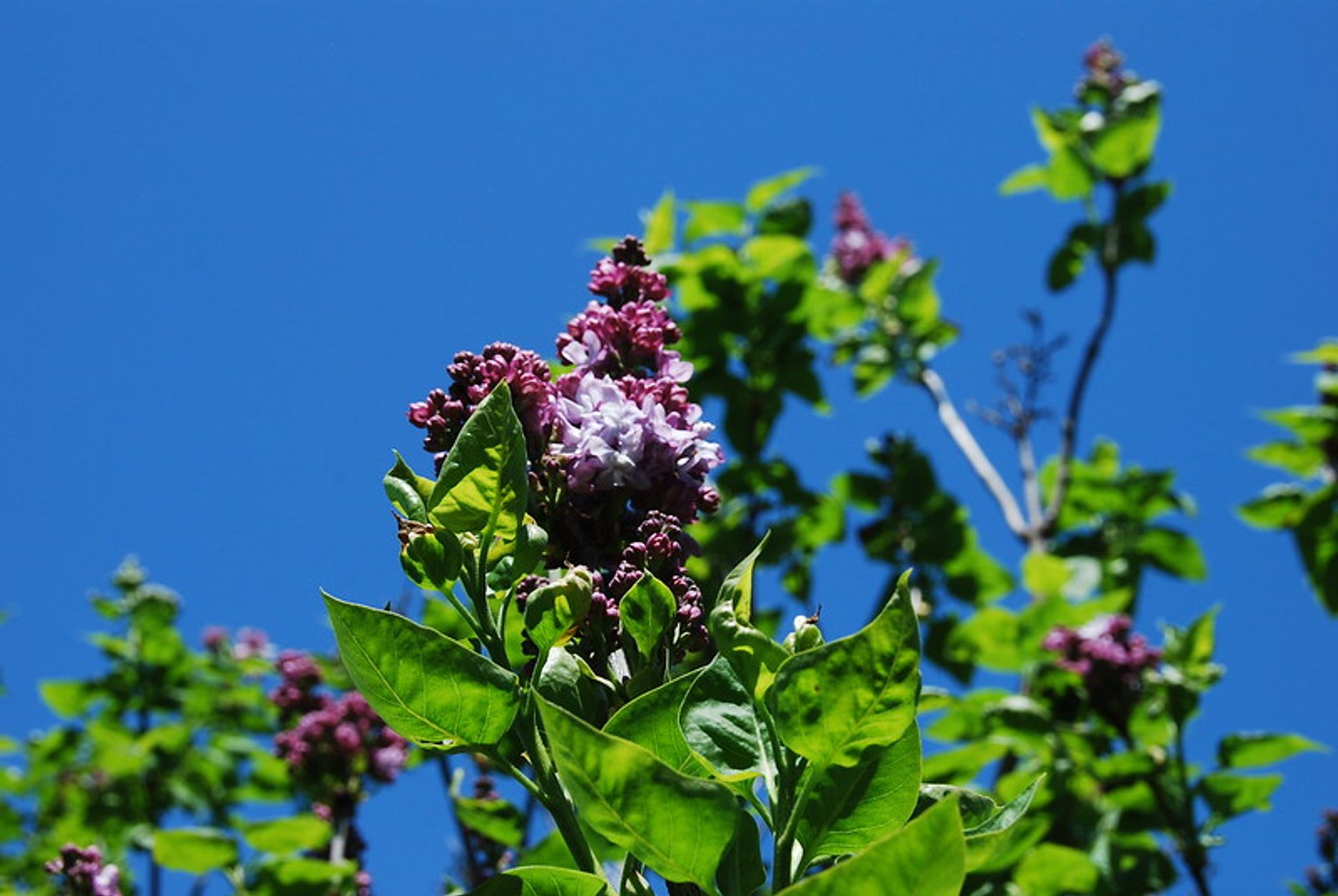 AW-lilacs.jpg