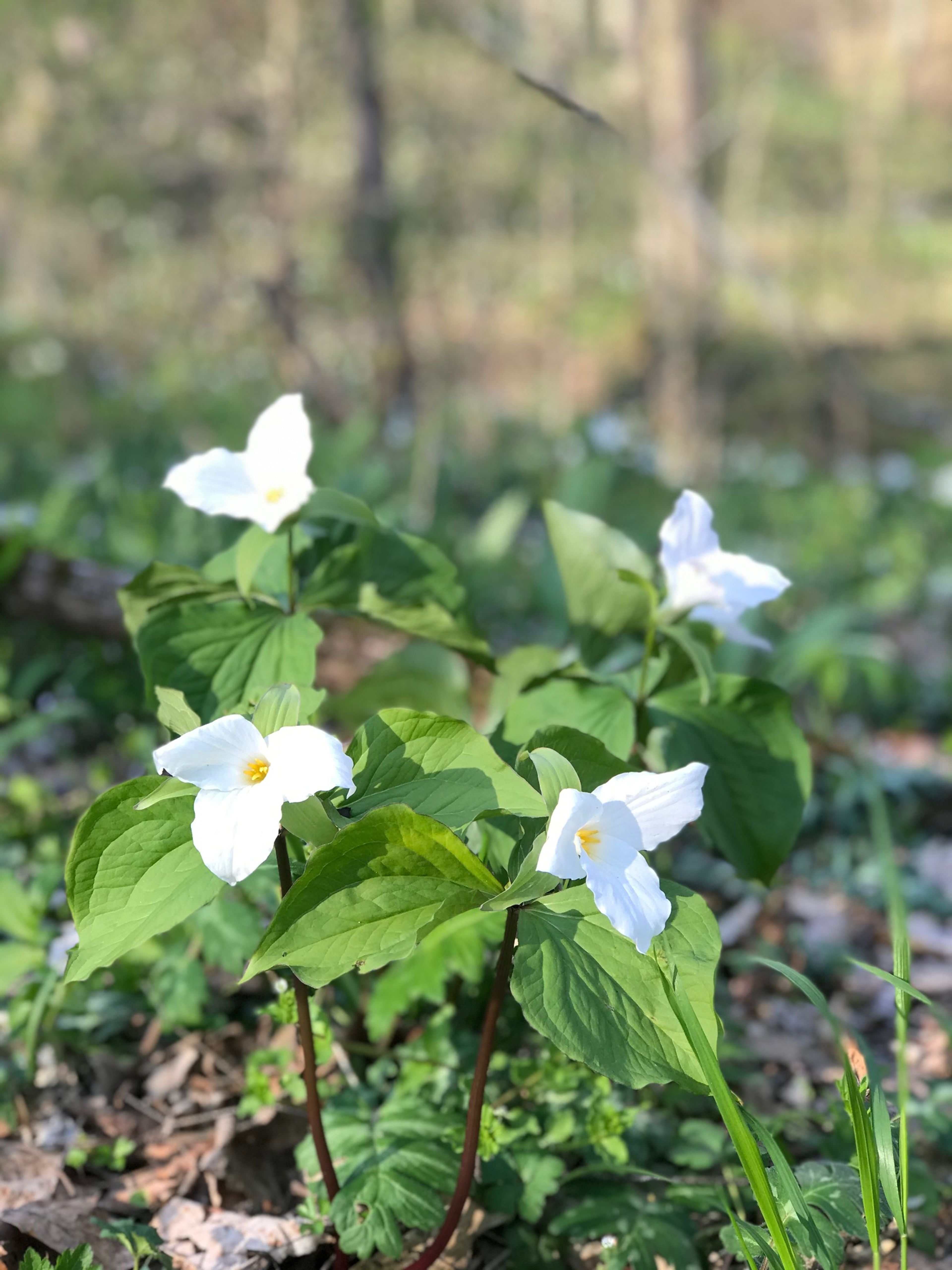 Siebenthaler-flowers.jpg