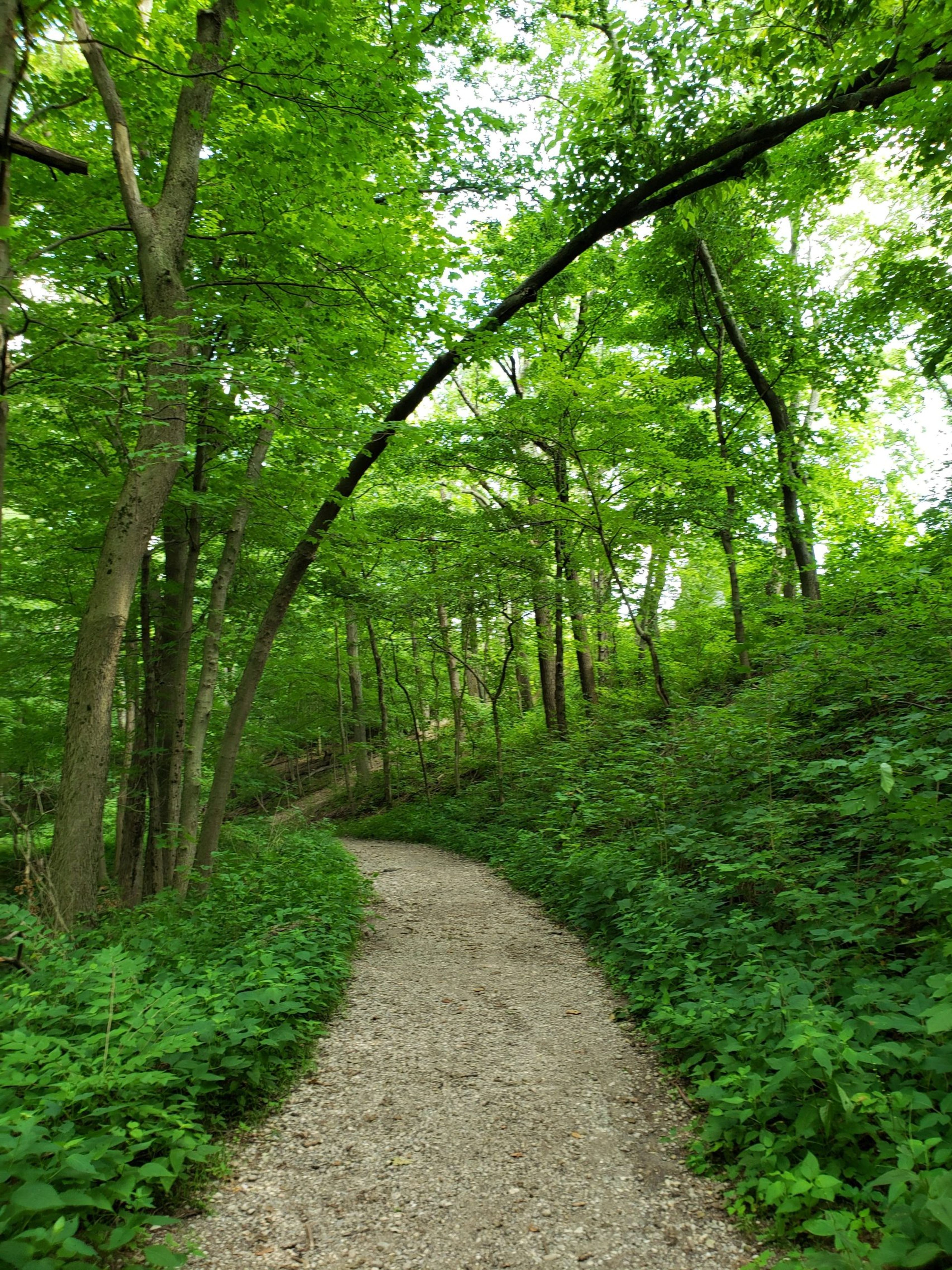 Adirondack-trail.jpg