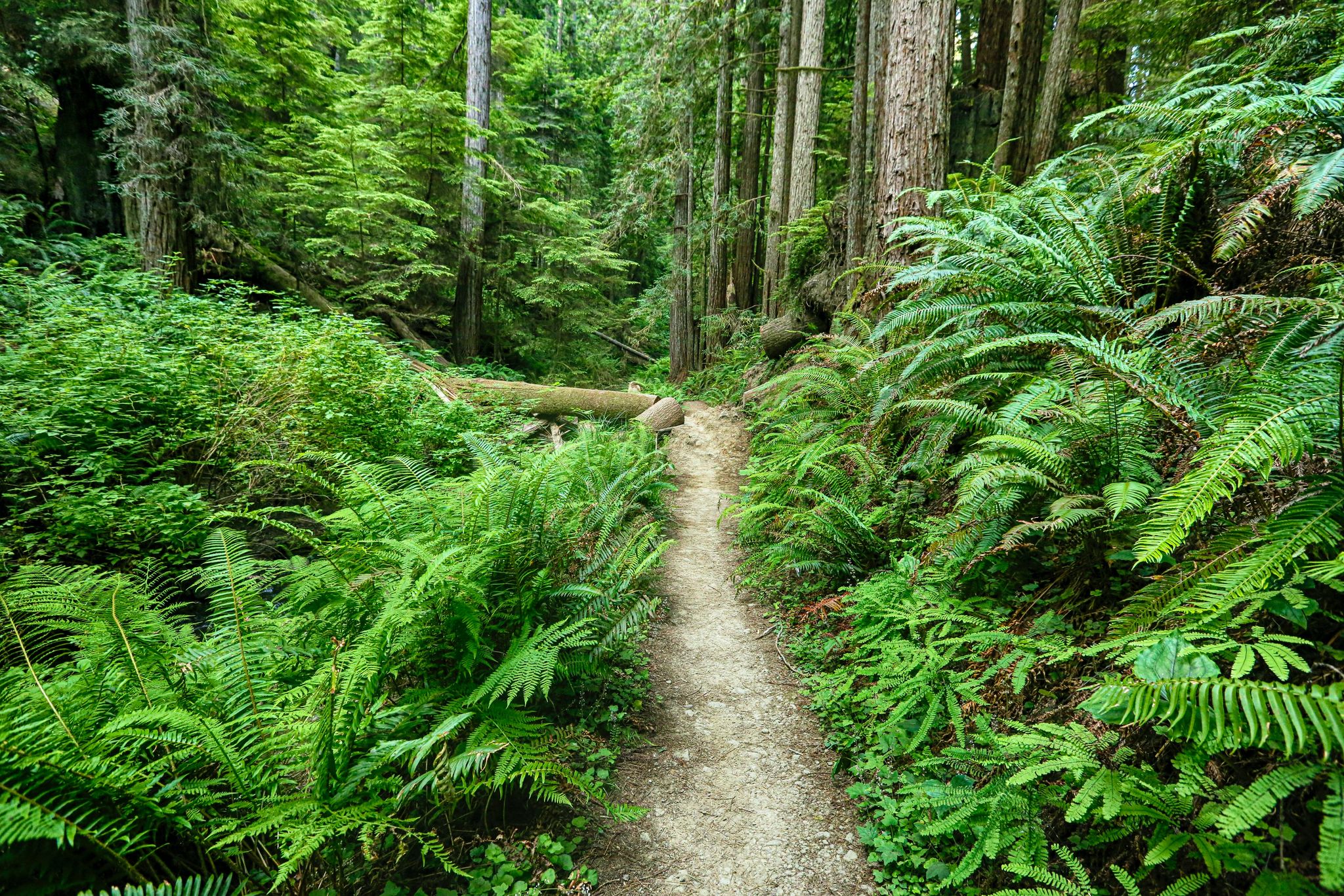 A brilliant fern gully along the trail of a new growth redwood forest in Russian Gulch State Park.