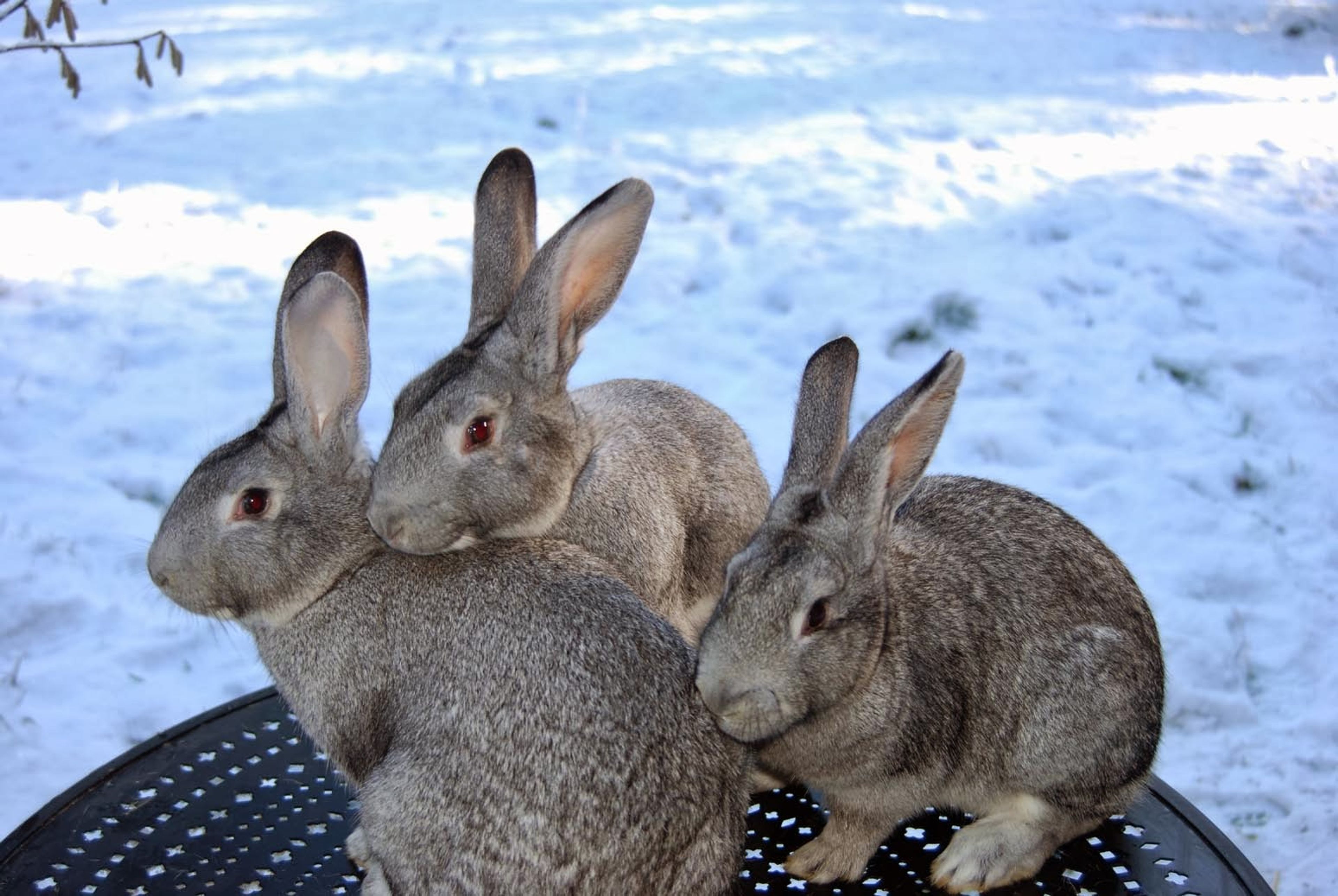 American_Chinchilla_breeding_trio_1.jpg