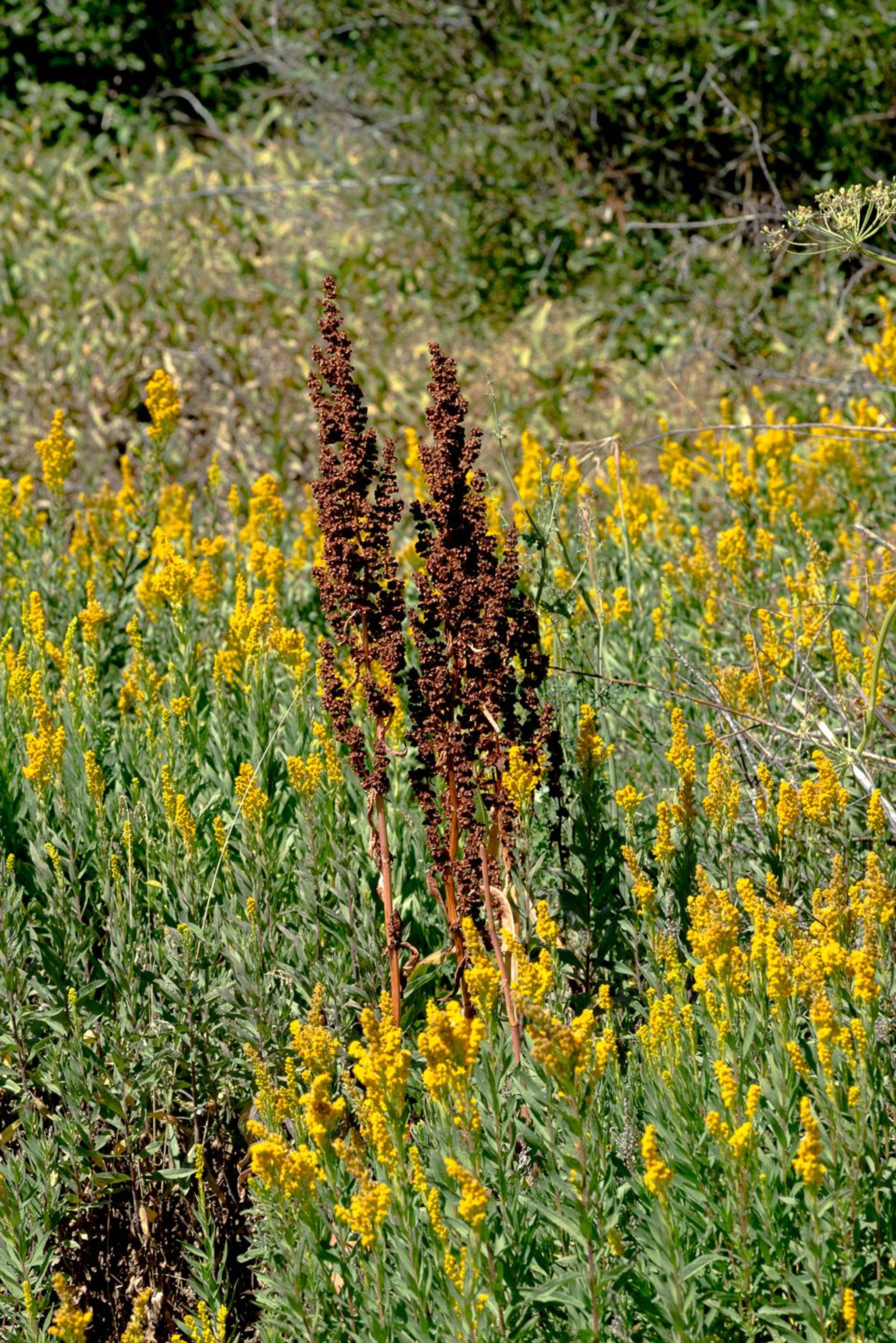 Image of California State Park