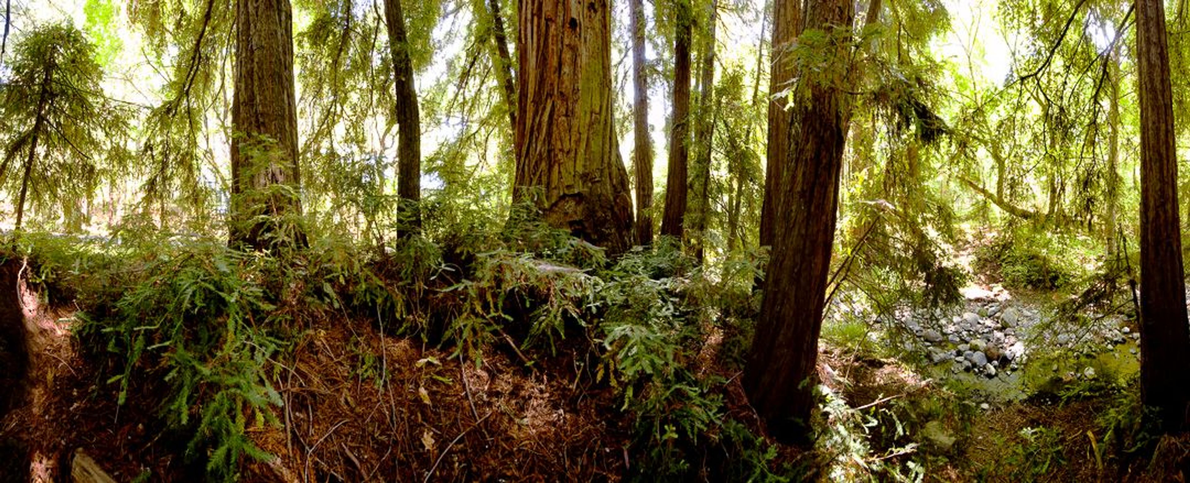 Image of California State Park