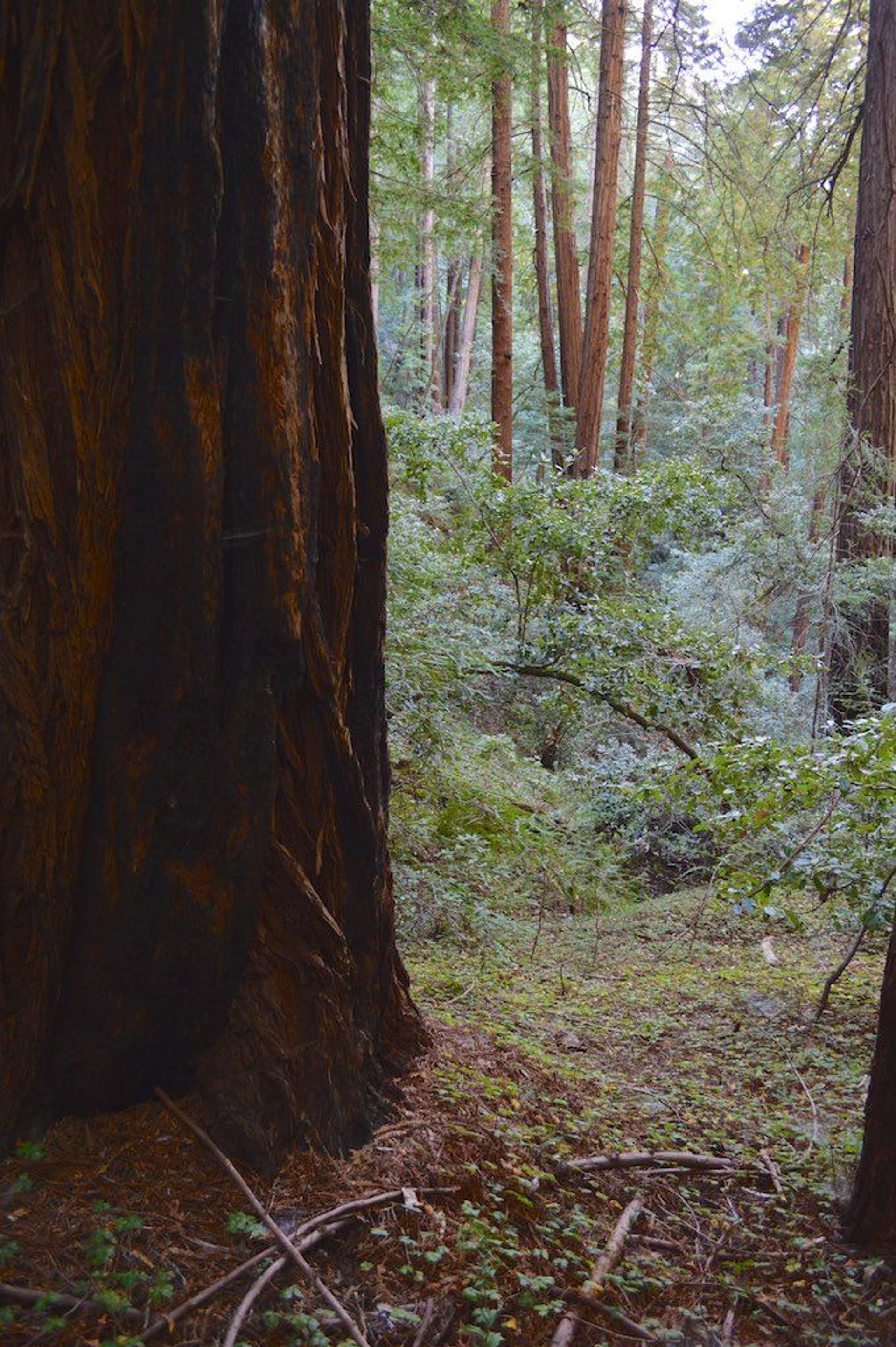 Image of California State Park