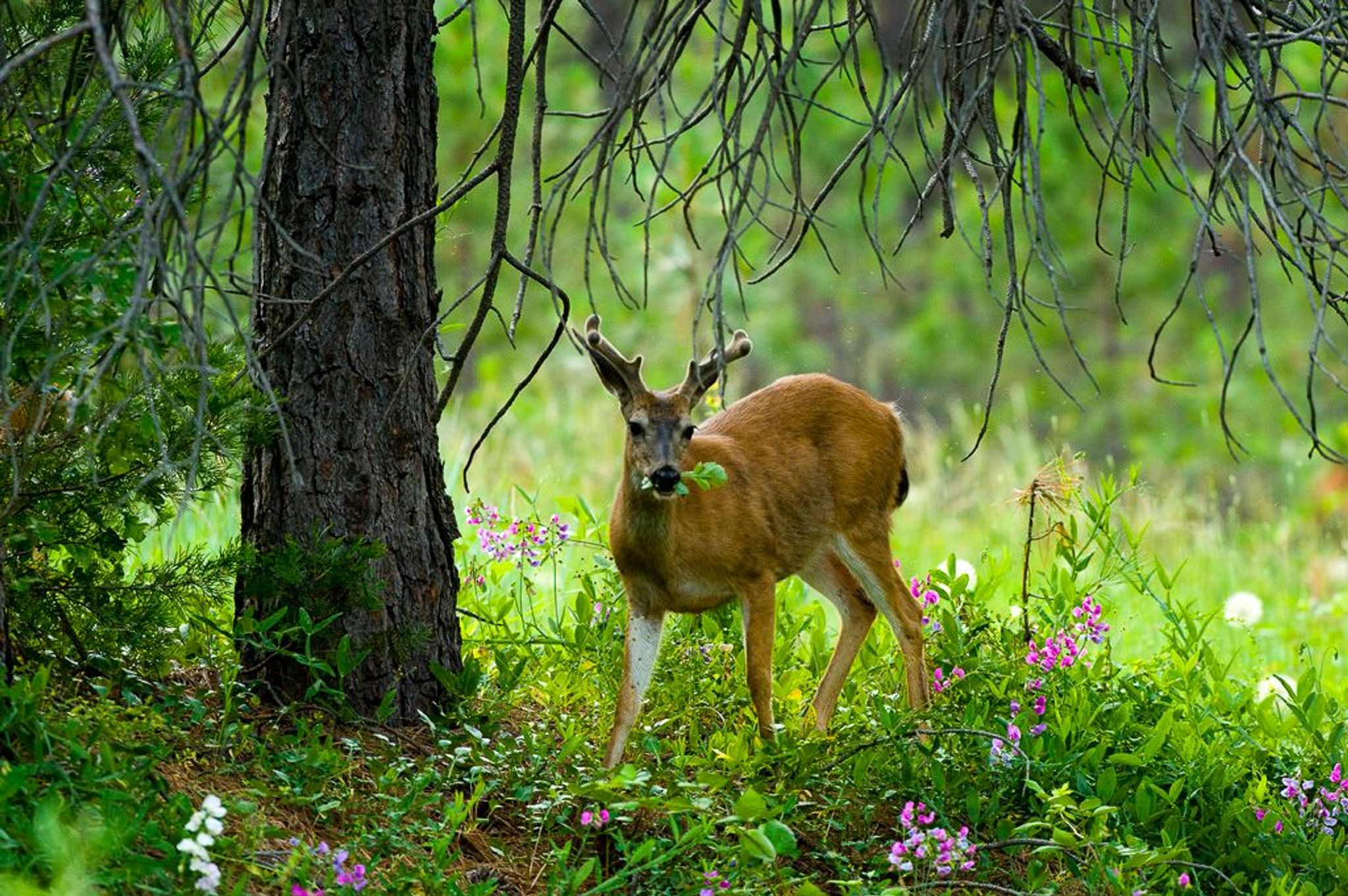 Image of California State Park