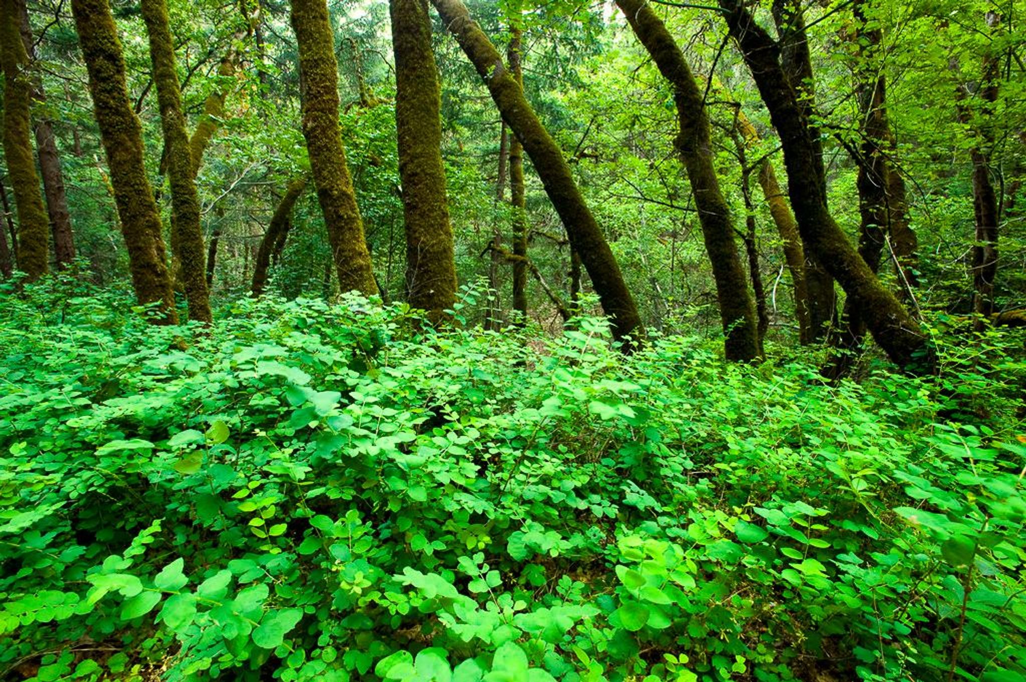 Image of California State Park