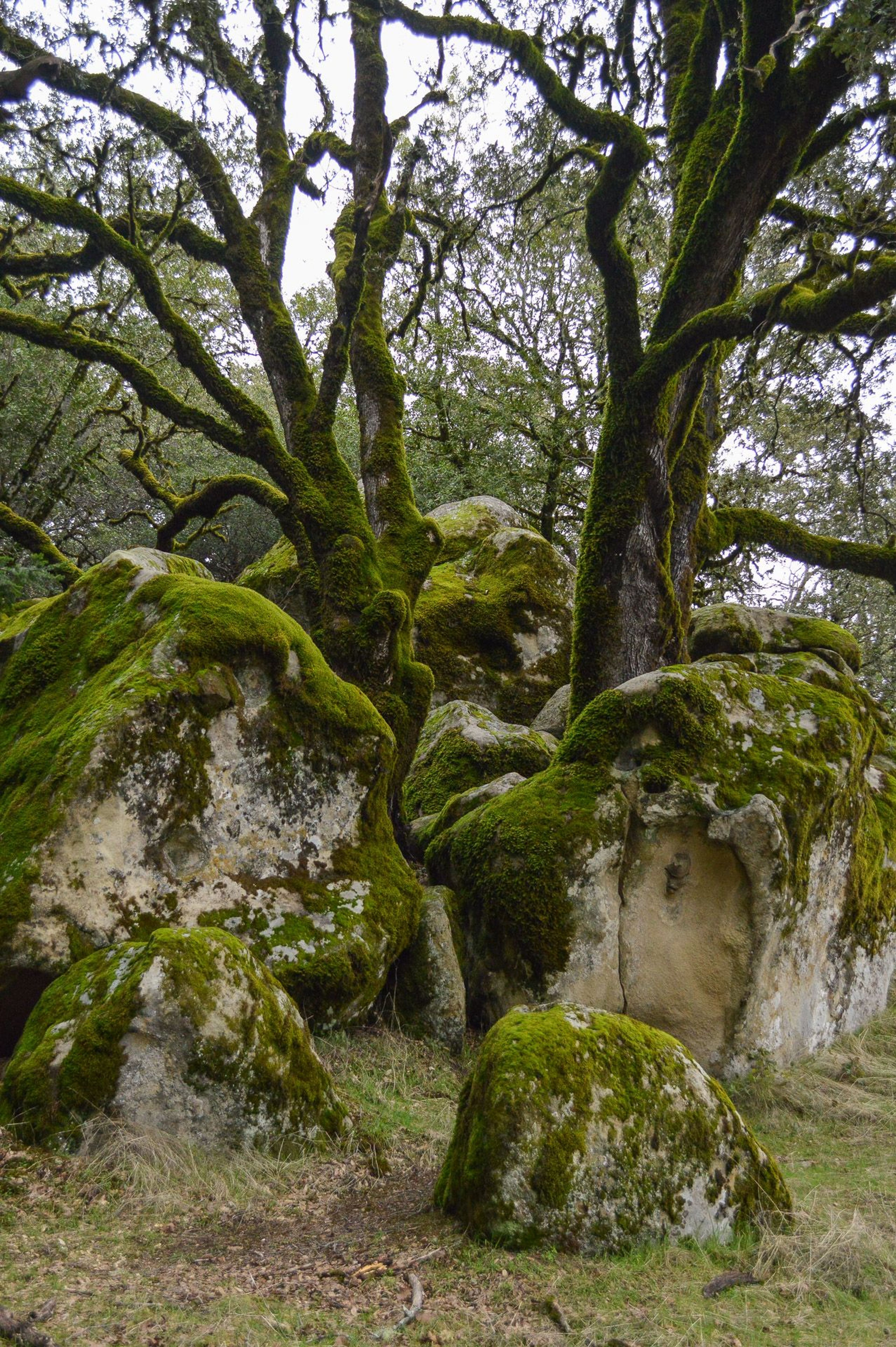 Vaqueros sandstone boulders surrounded moss covered oak trees. 