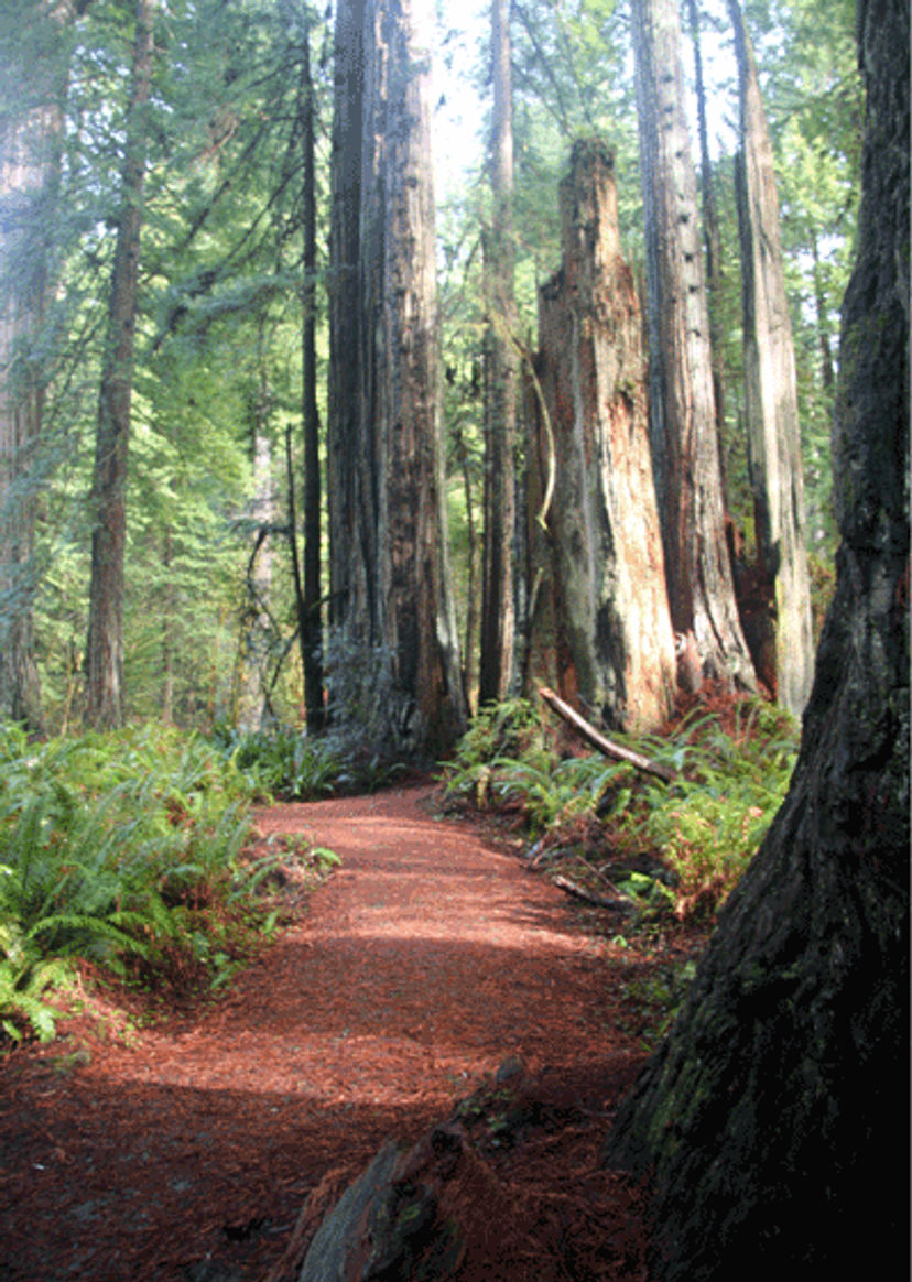 Image of California State Park