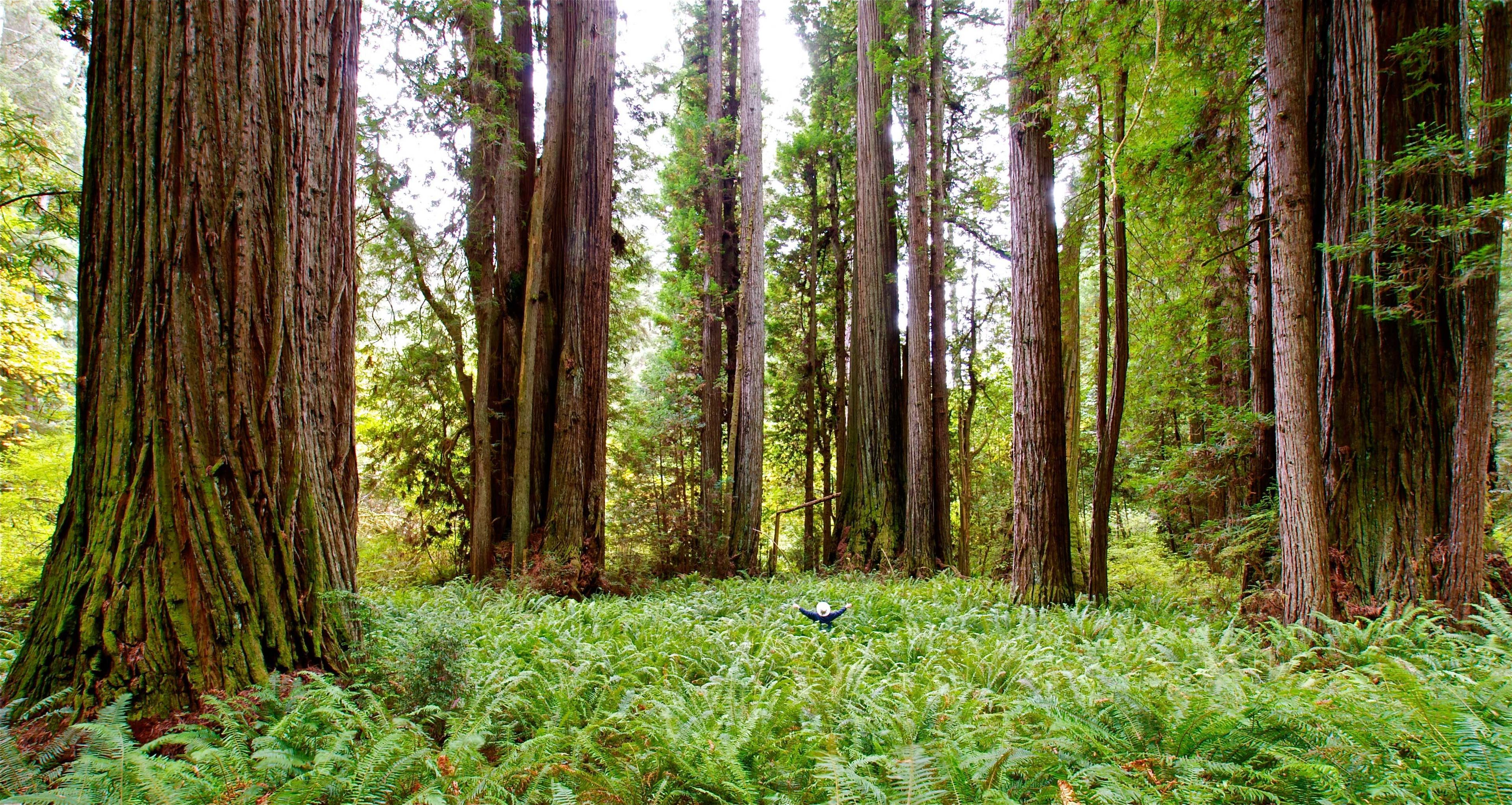 Image of California State Park