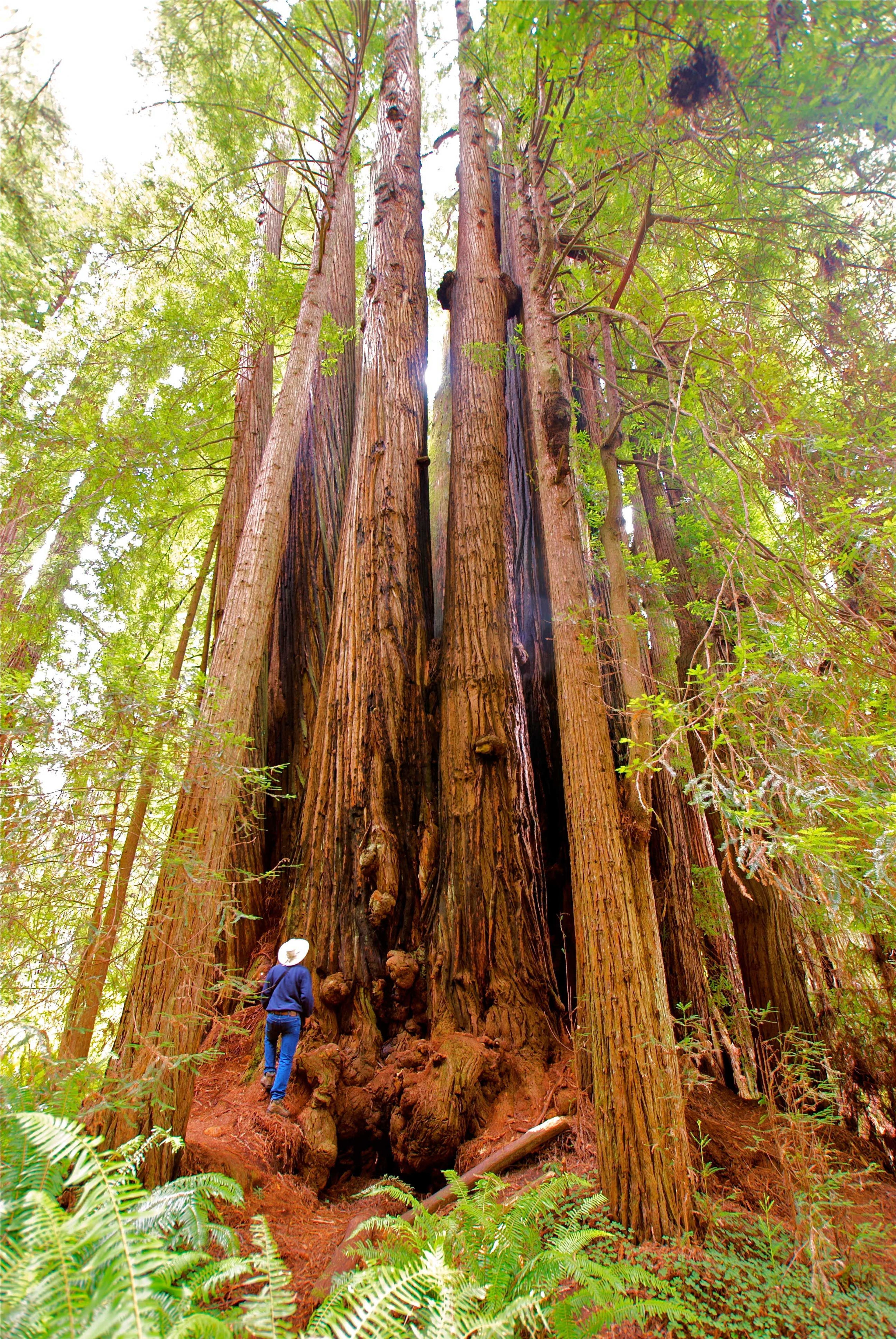 Image of California State Park