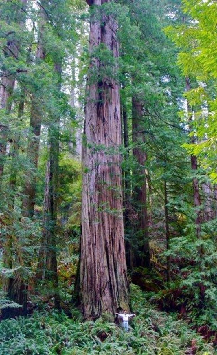 Image of California State Park