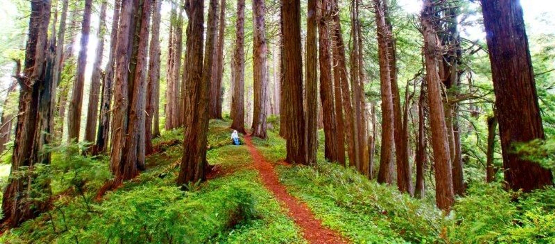 Image of California State Park