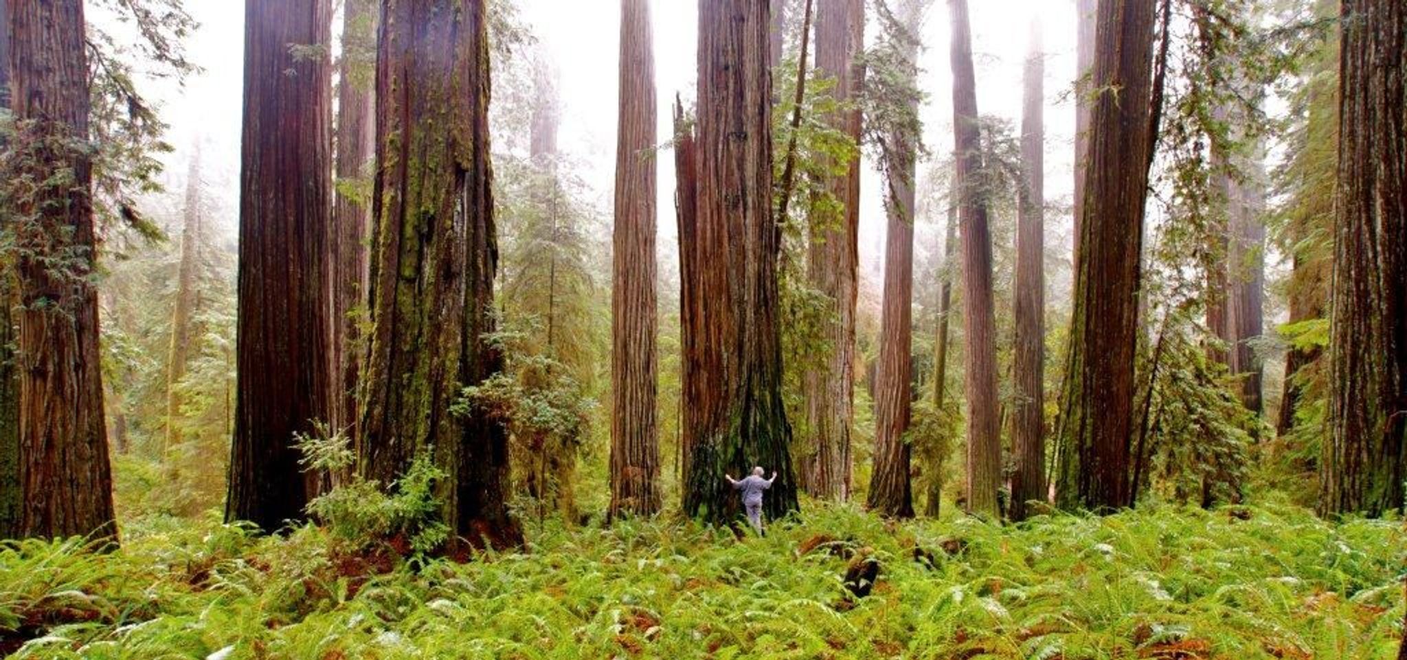 Image of California State Park