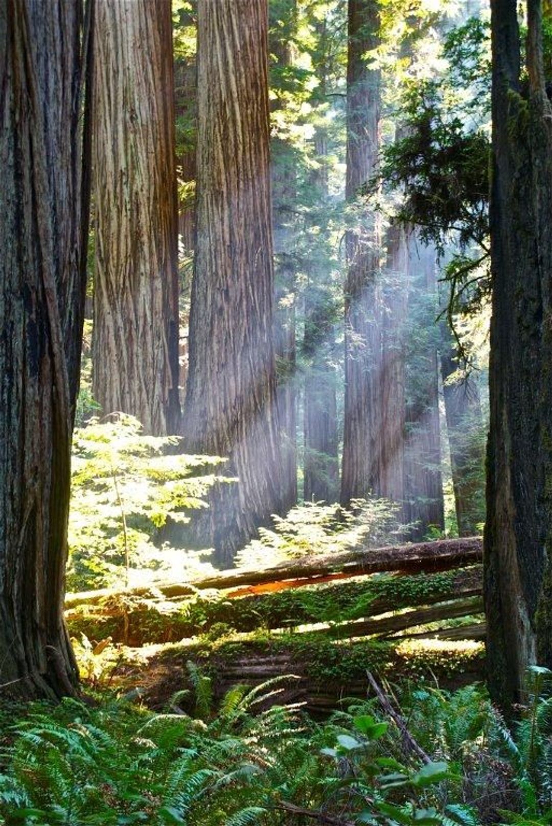 Image of California State Park