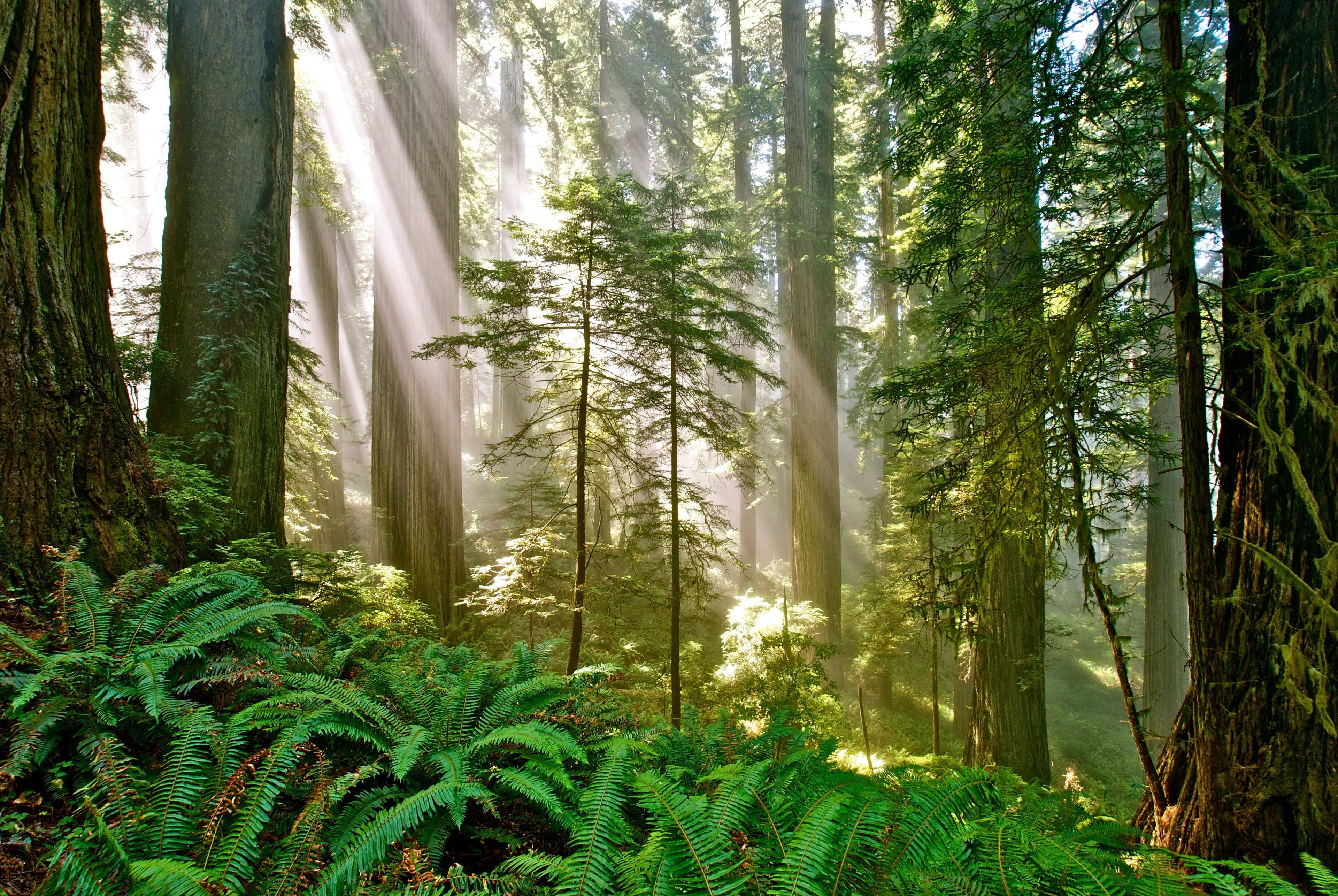 Image of California State Park