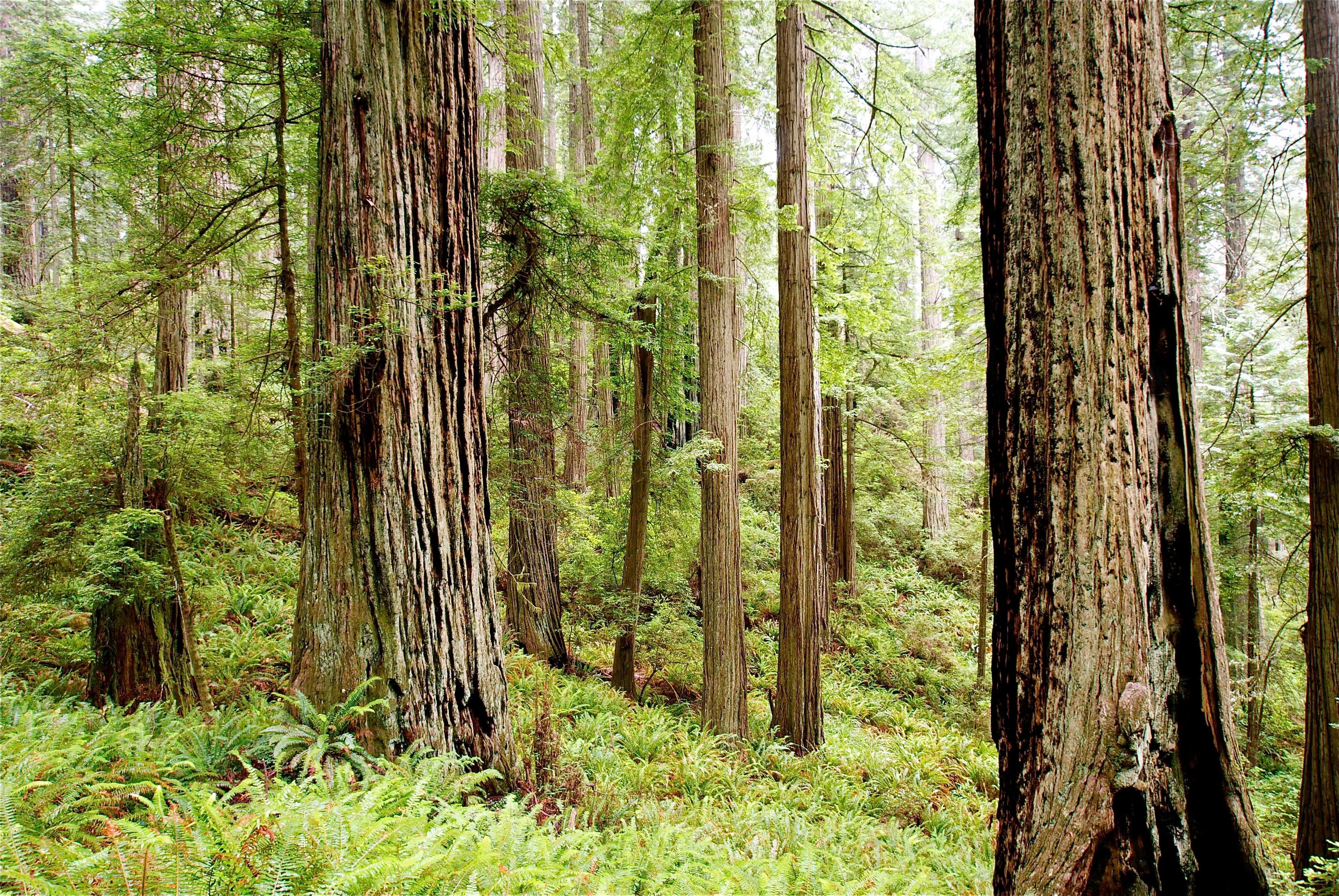 Image of California State Park