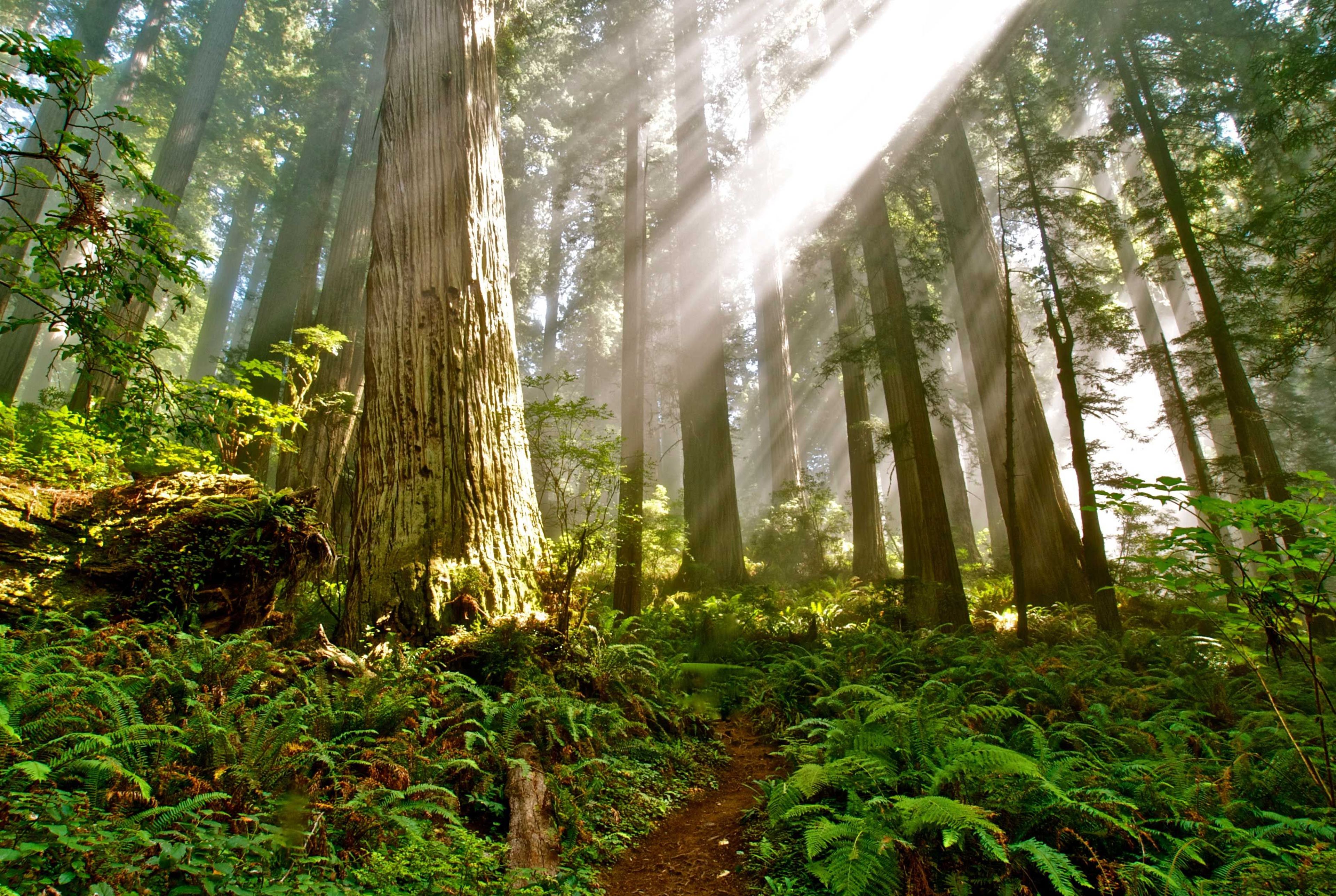 Image of California State Park