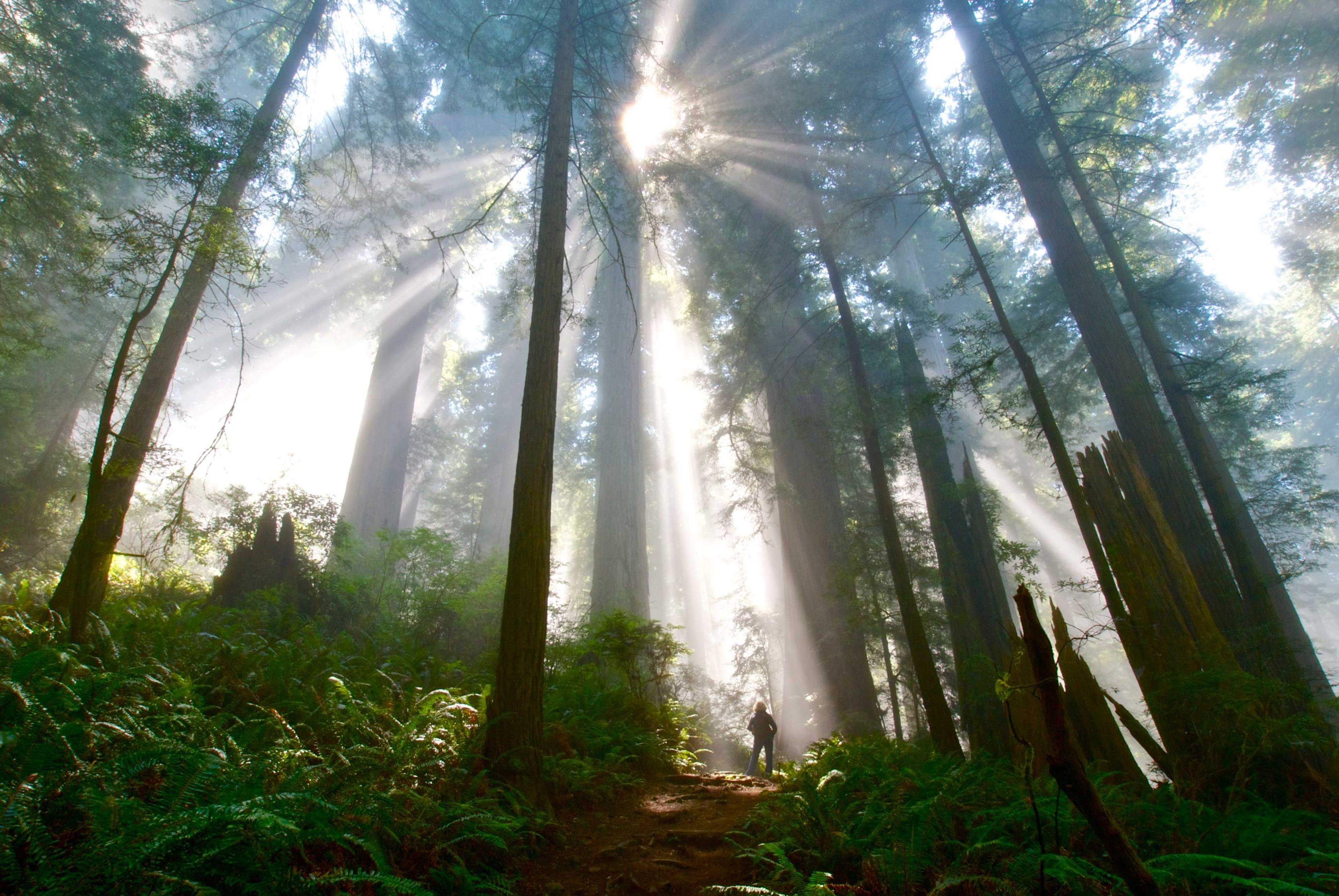 Image of California State Park