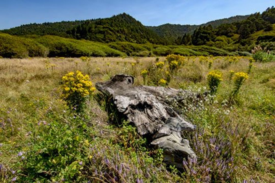 Image of California State Park