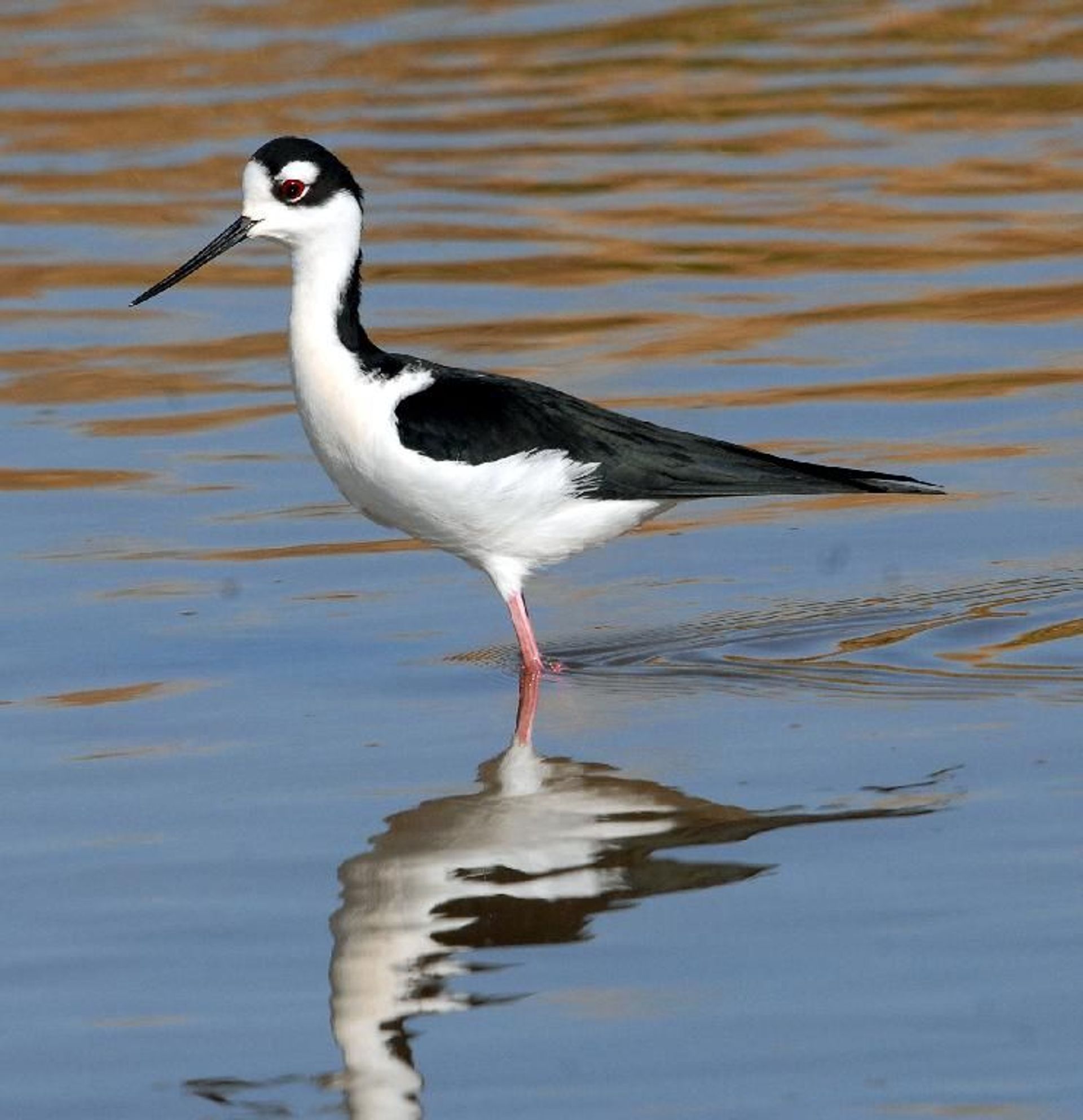 Image of California State Park