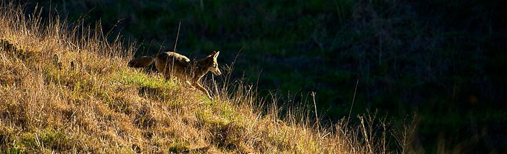 Image of California State Park