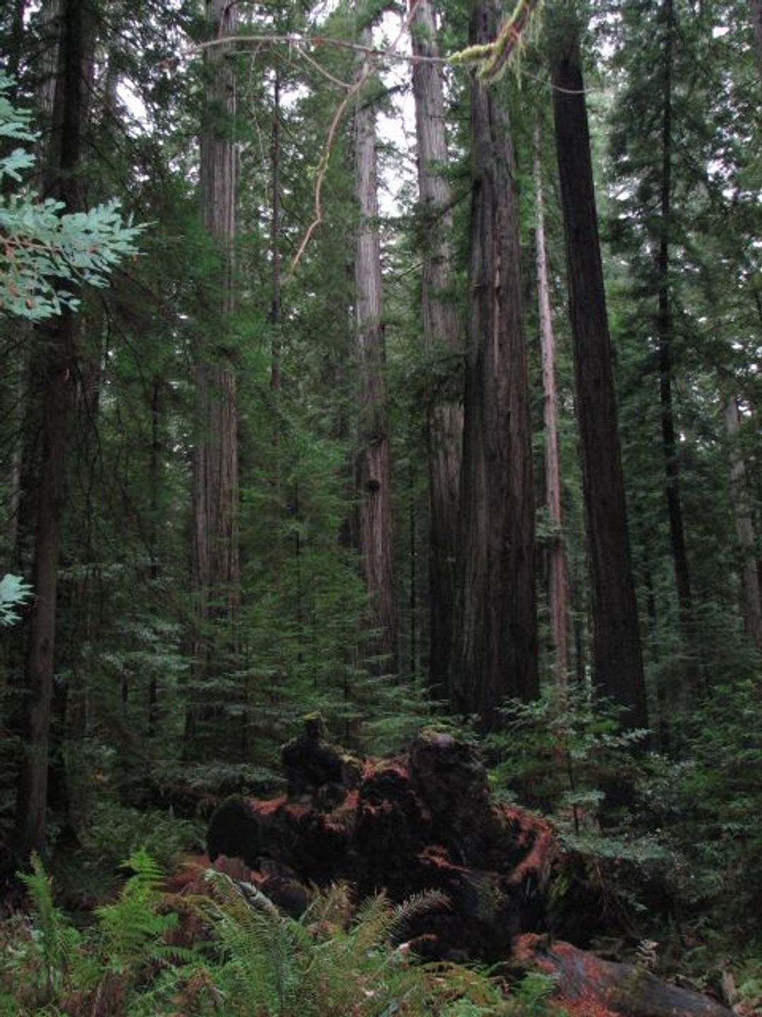 Image of California State Park