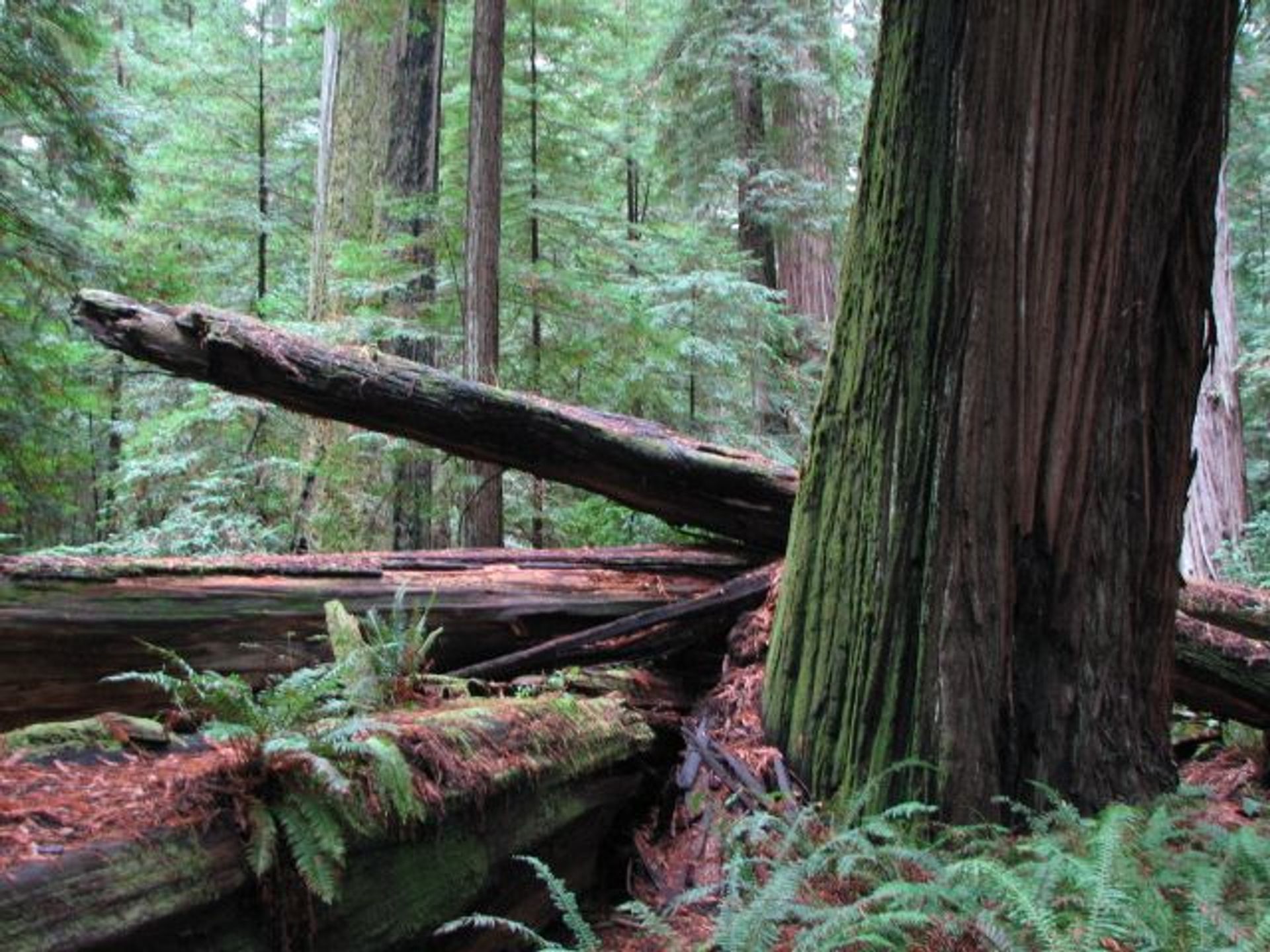 Image of California State Park