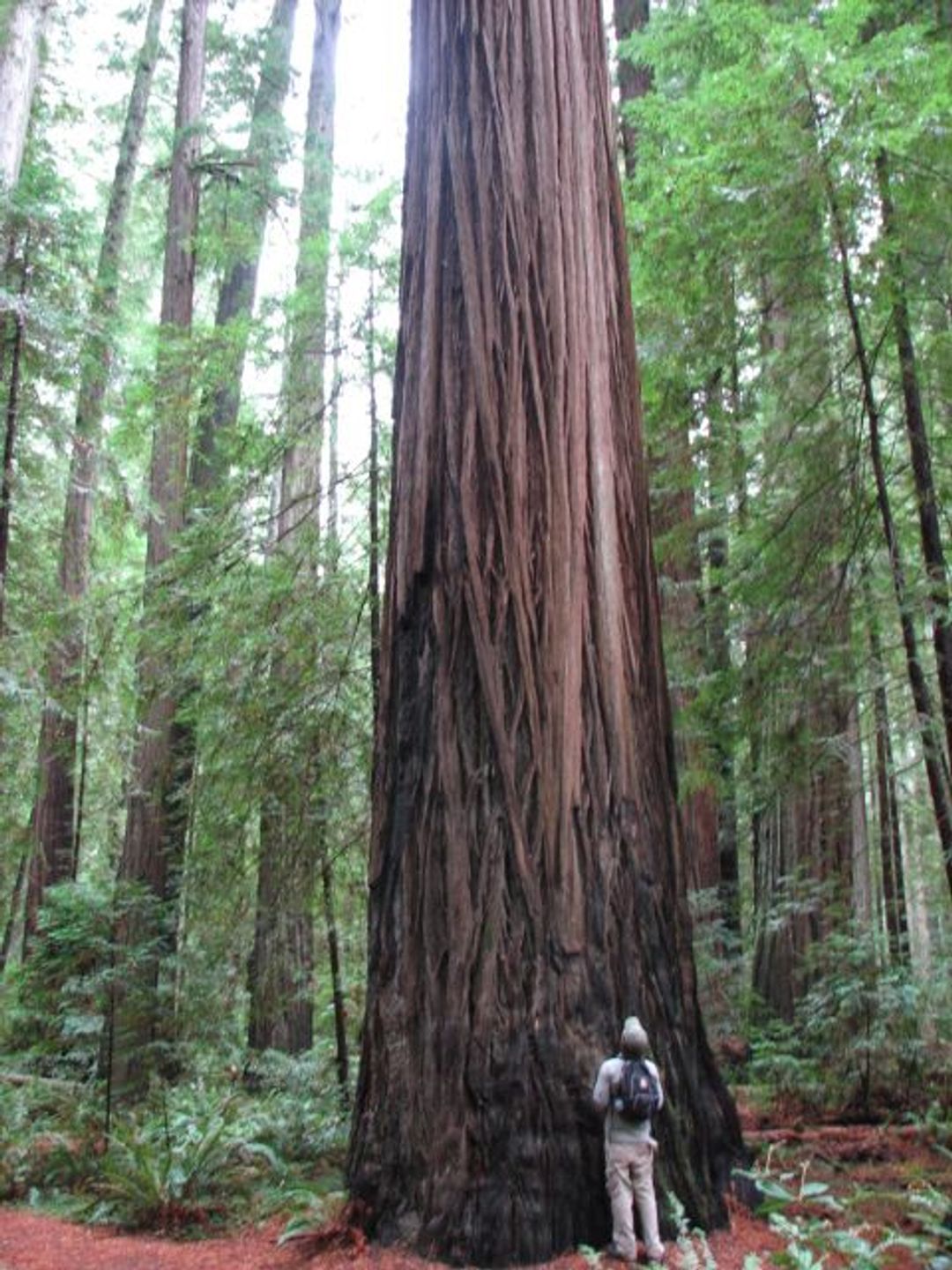 Image of California State Park