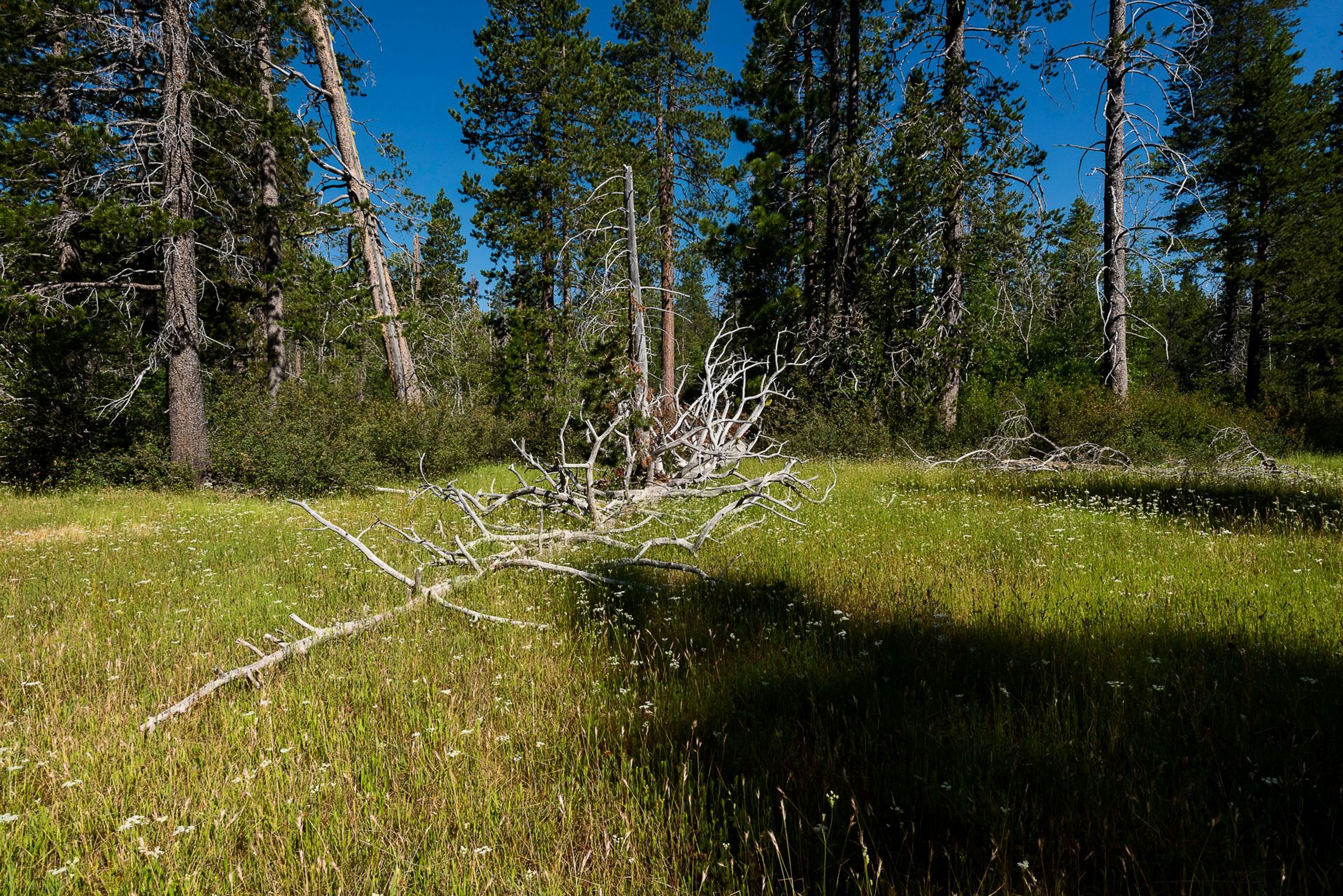 Image of California State Park