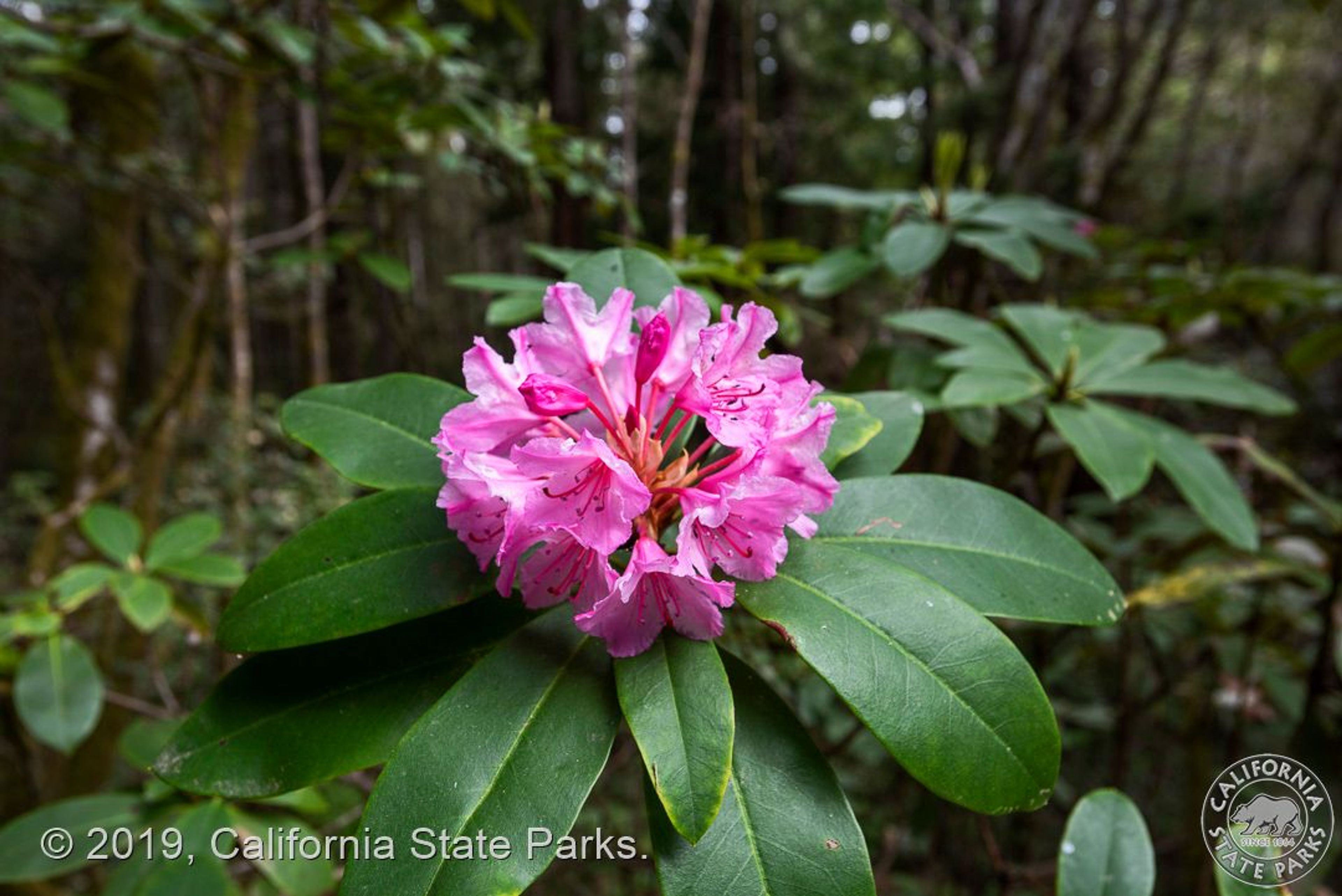 Image of California State Park