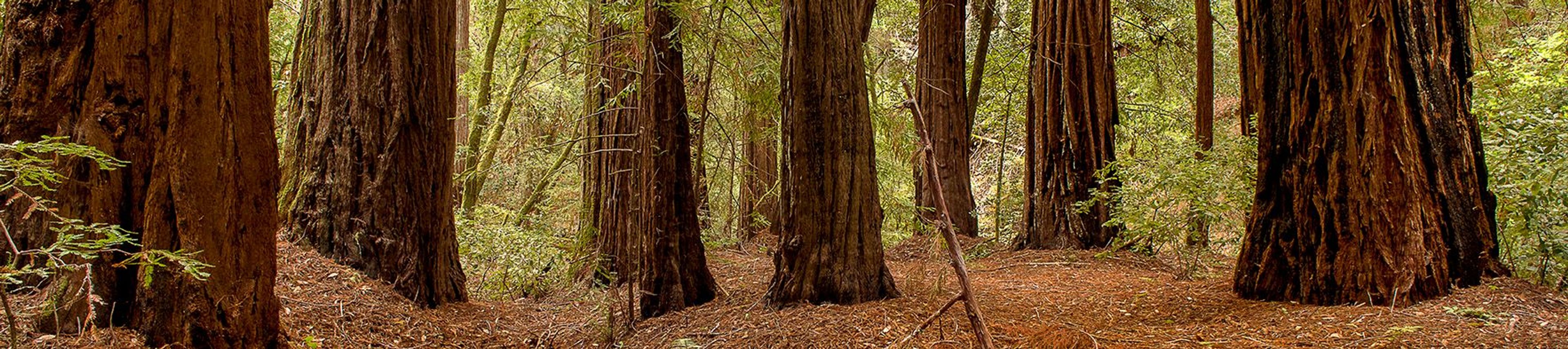 Image of California State Park