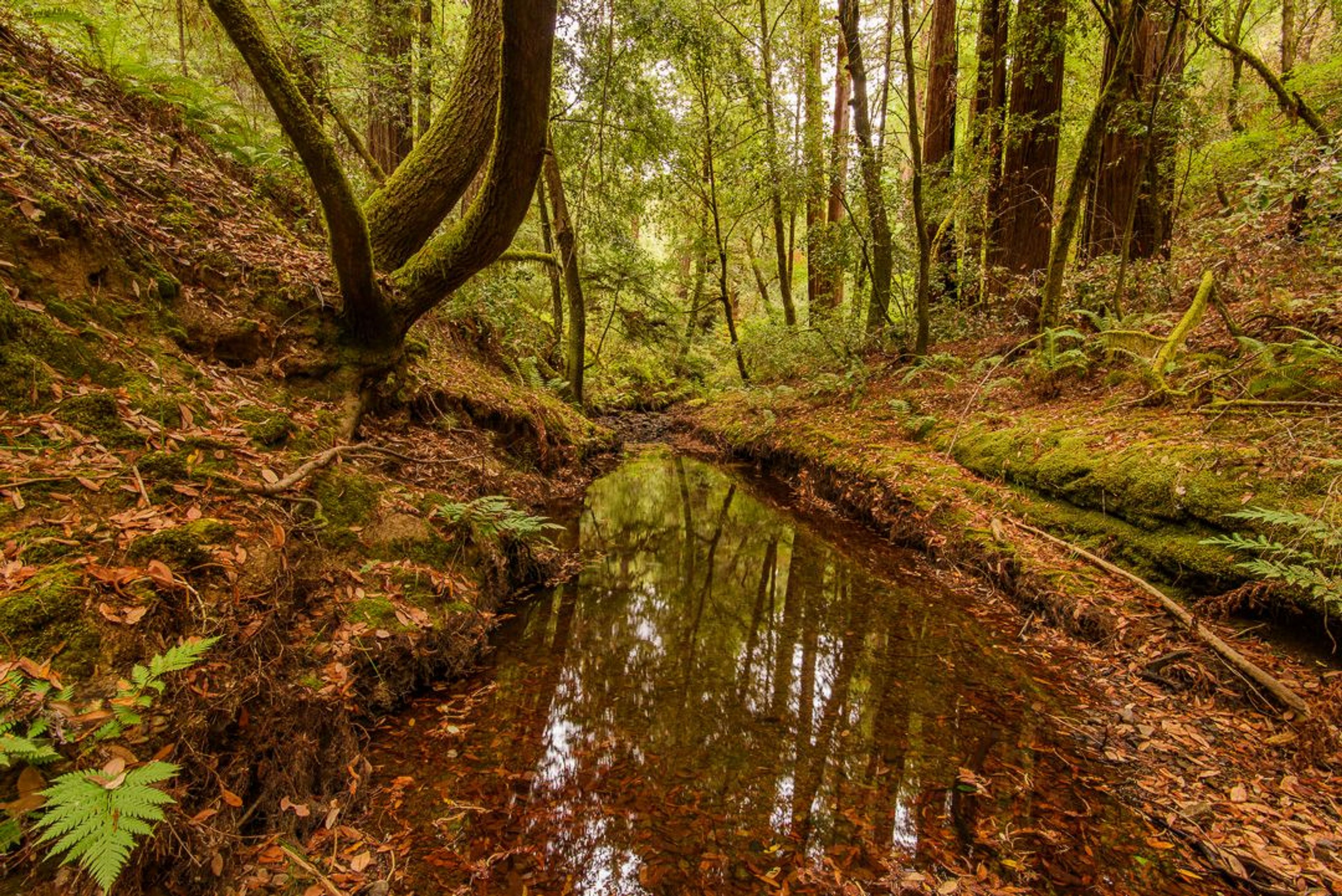 Image of California State Park