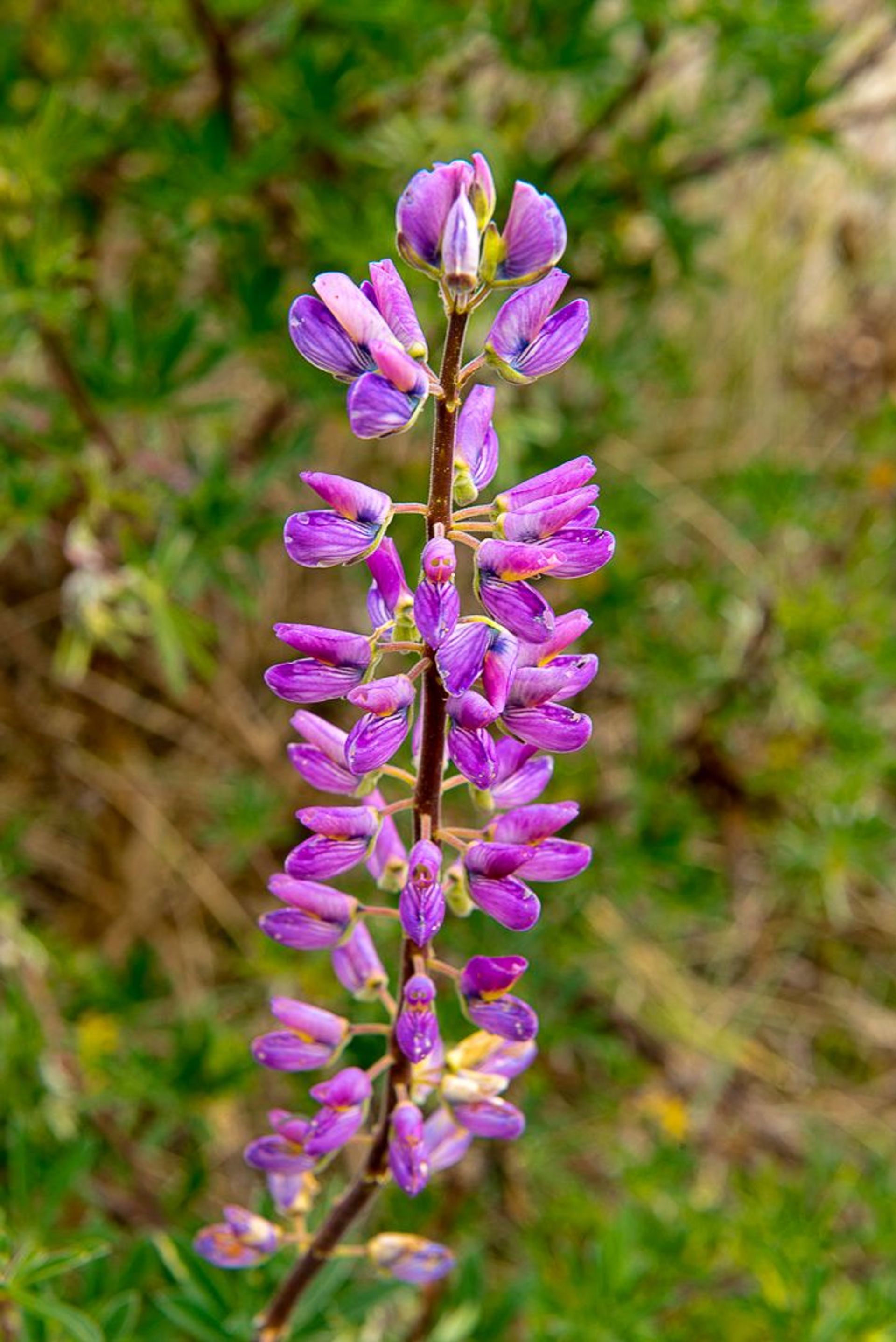 Image of California State Park