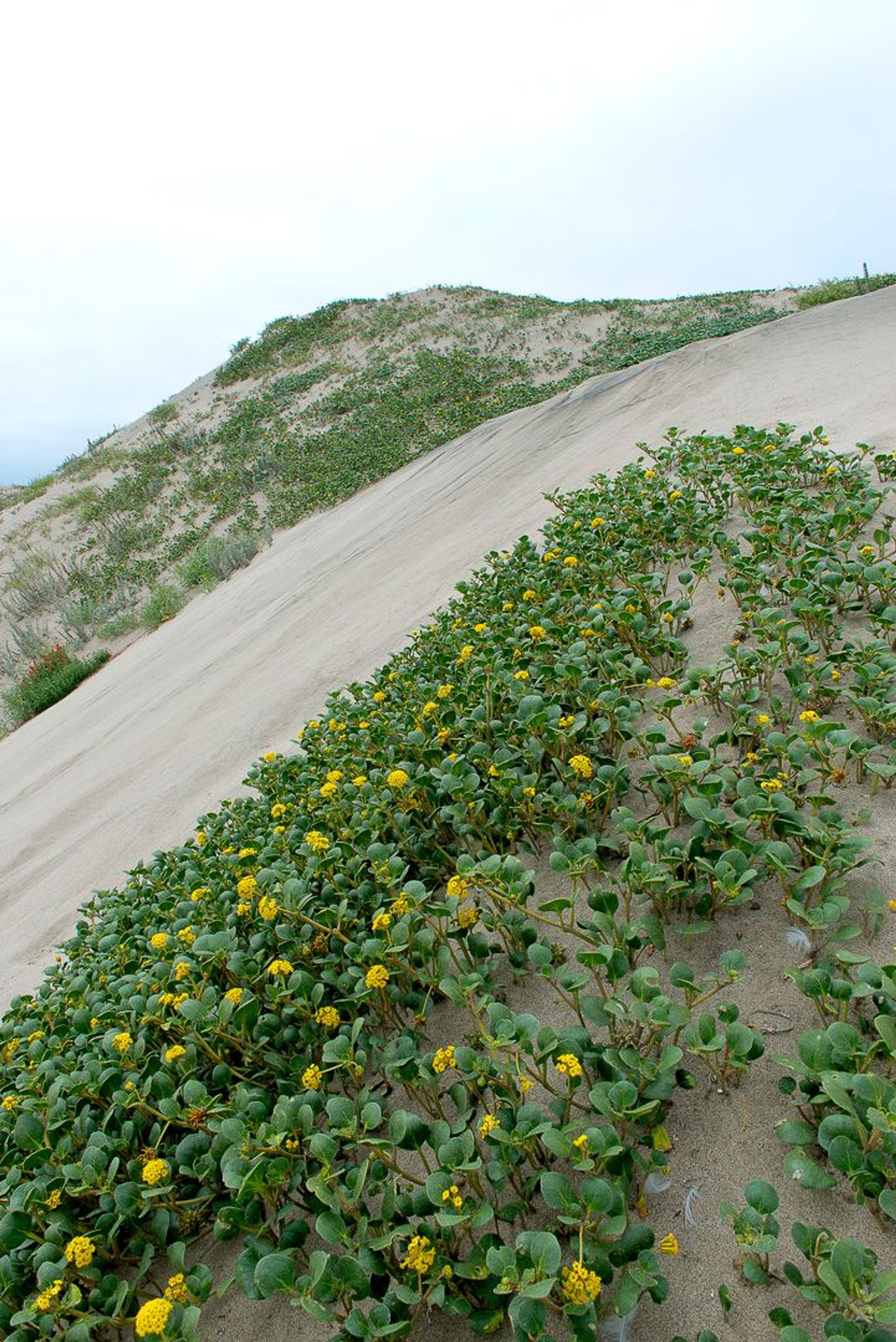 Image of California State Park