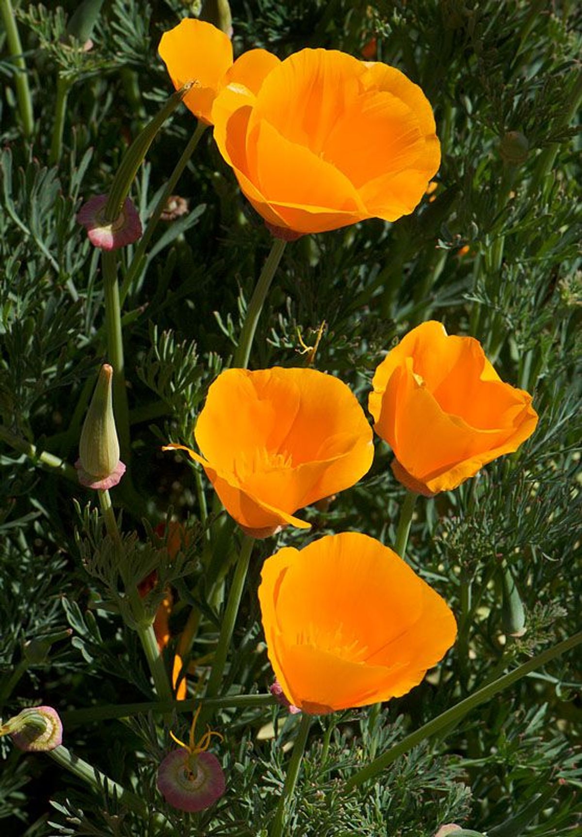 Image of California State Park