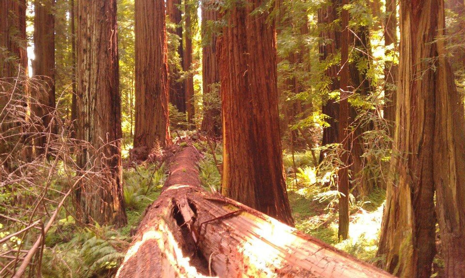 Image of California State Park