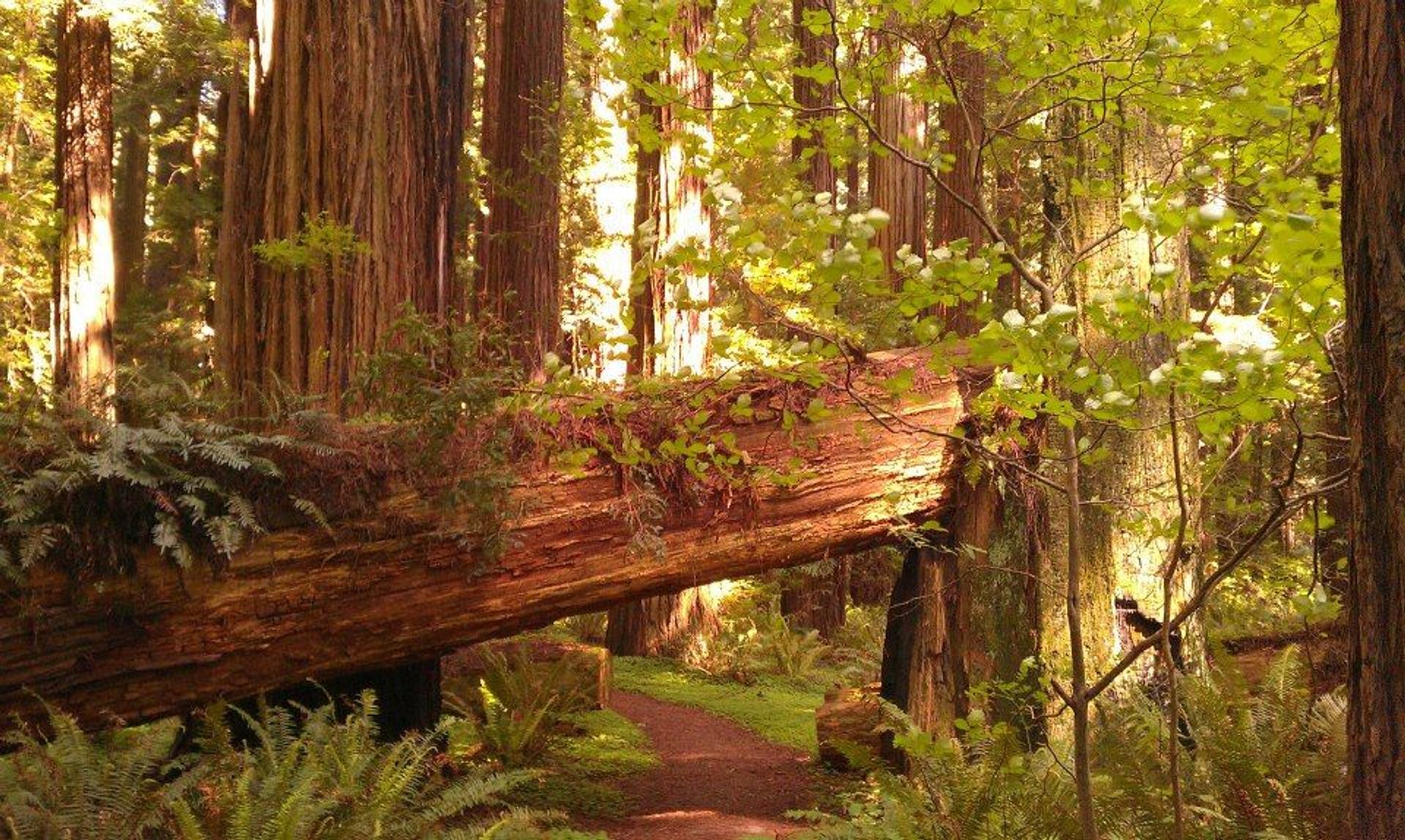 Image of California State Park