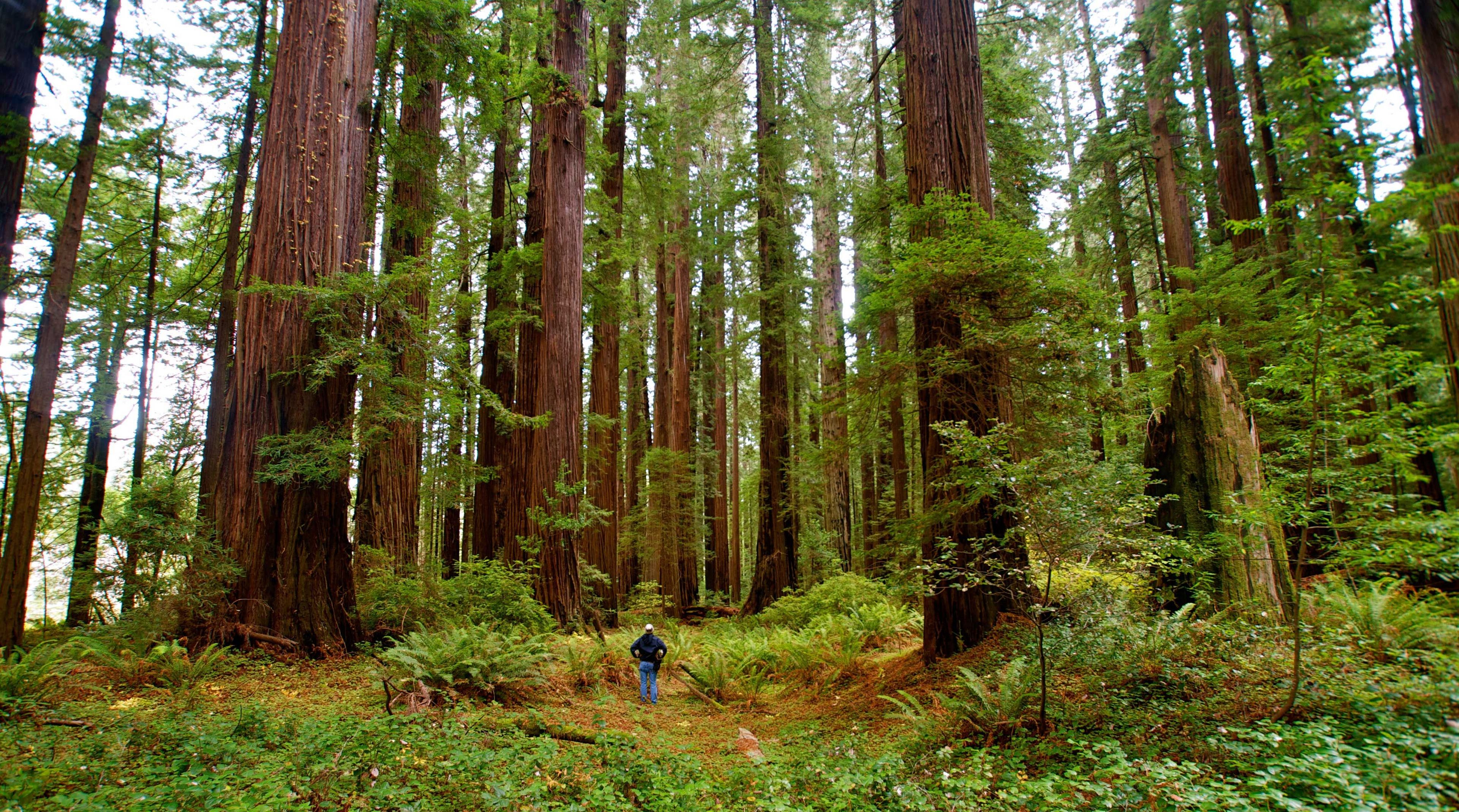 Image of California State Park