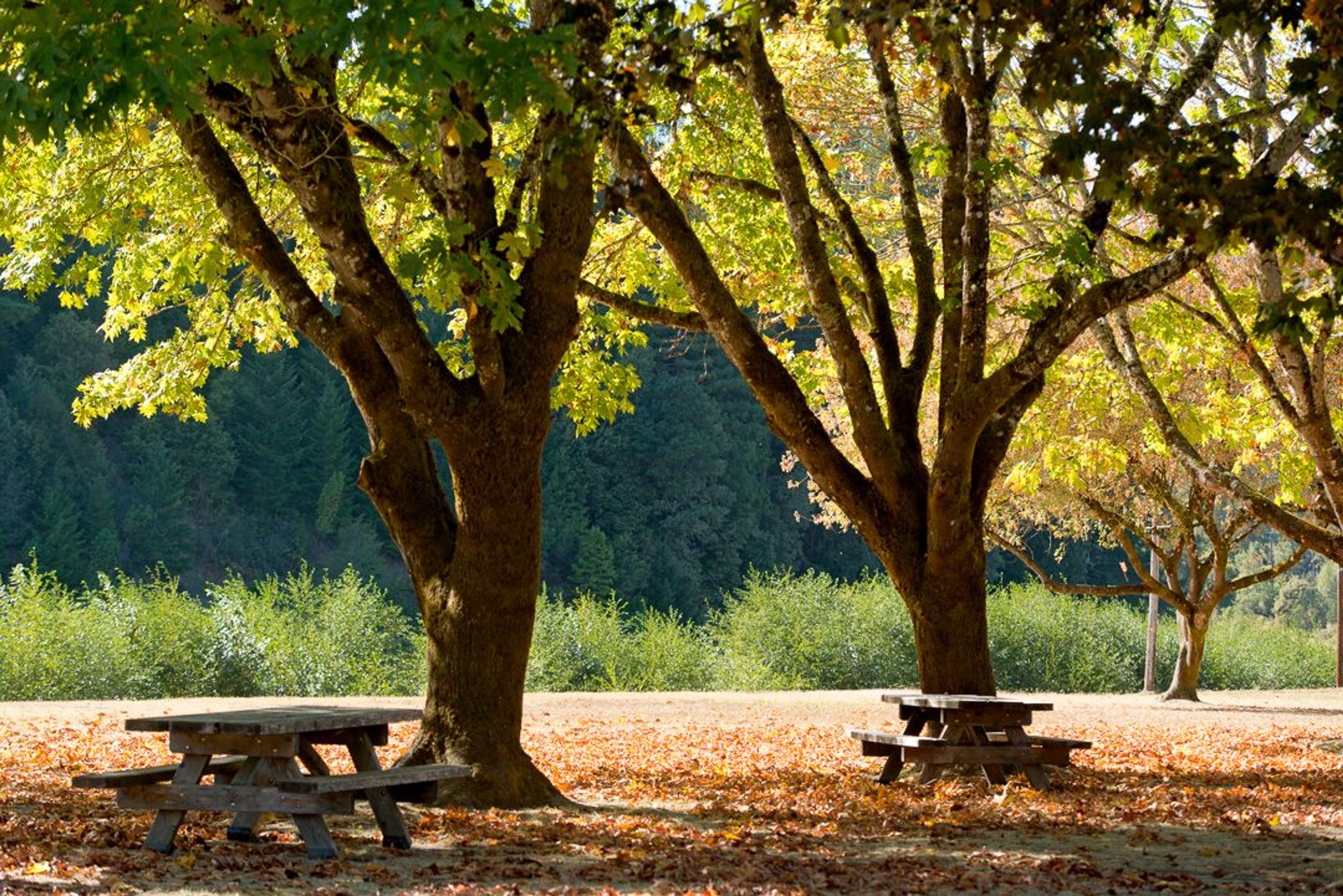 Image of California State Park