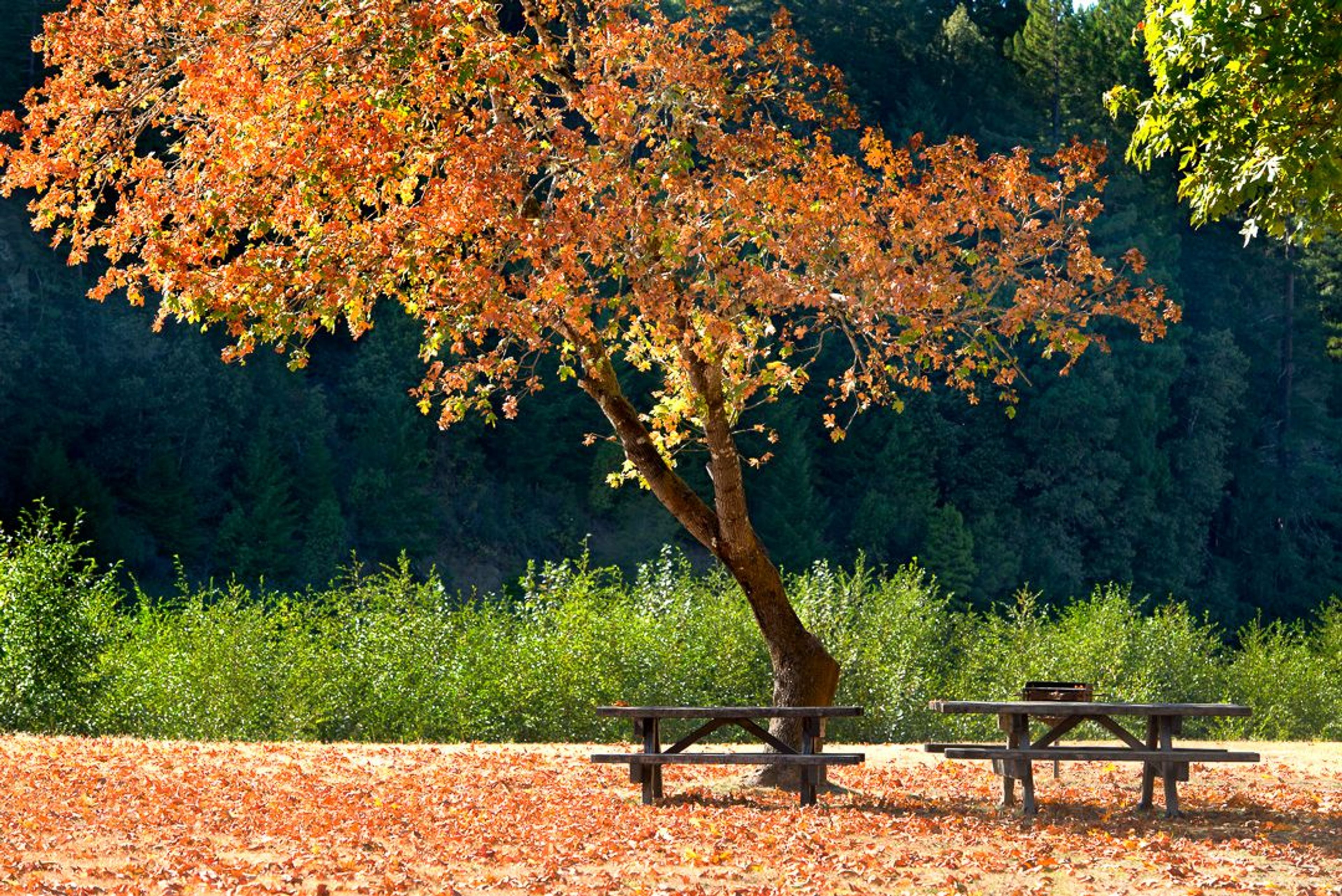 Image of California State Park