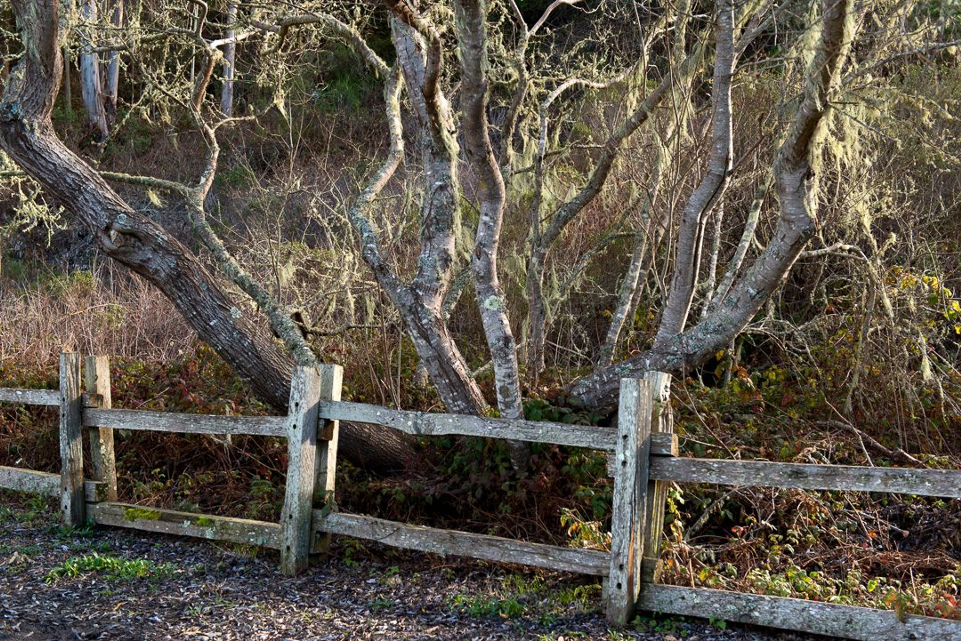 Image of California State Park