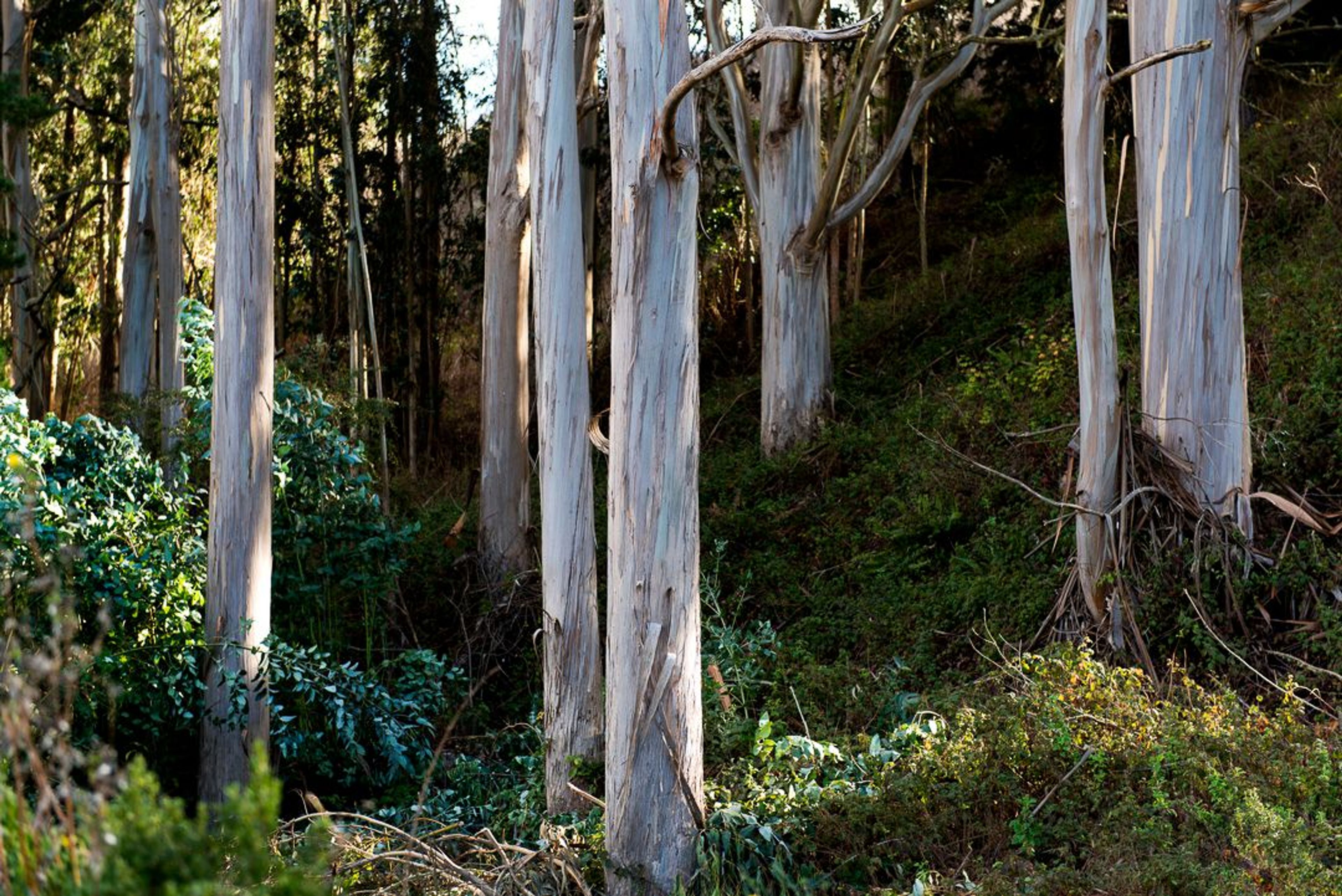 Image of California State Park