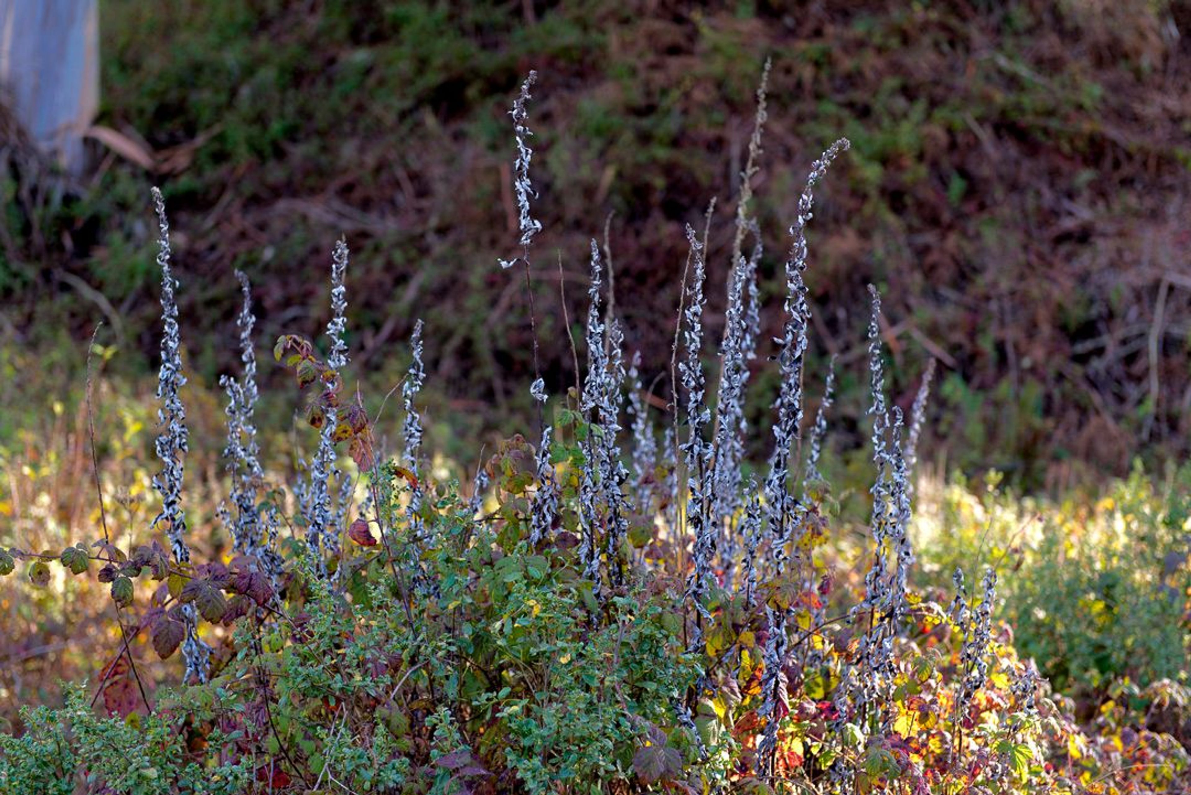 Image of California State Park