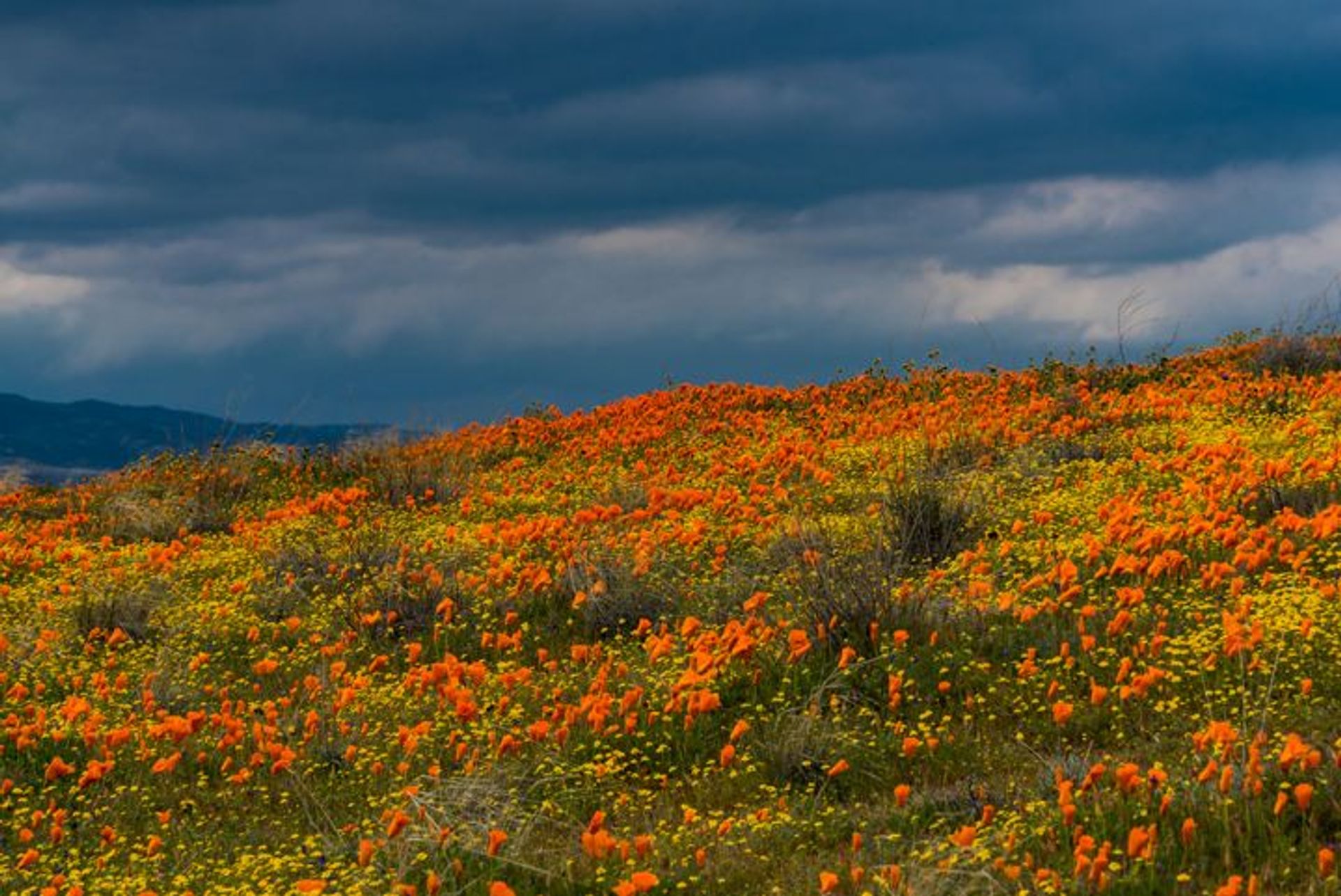 Image of California State Park