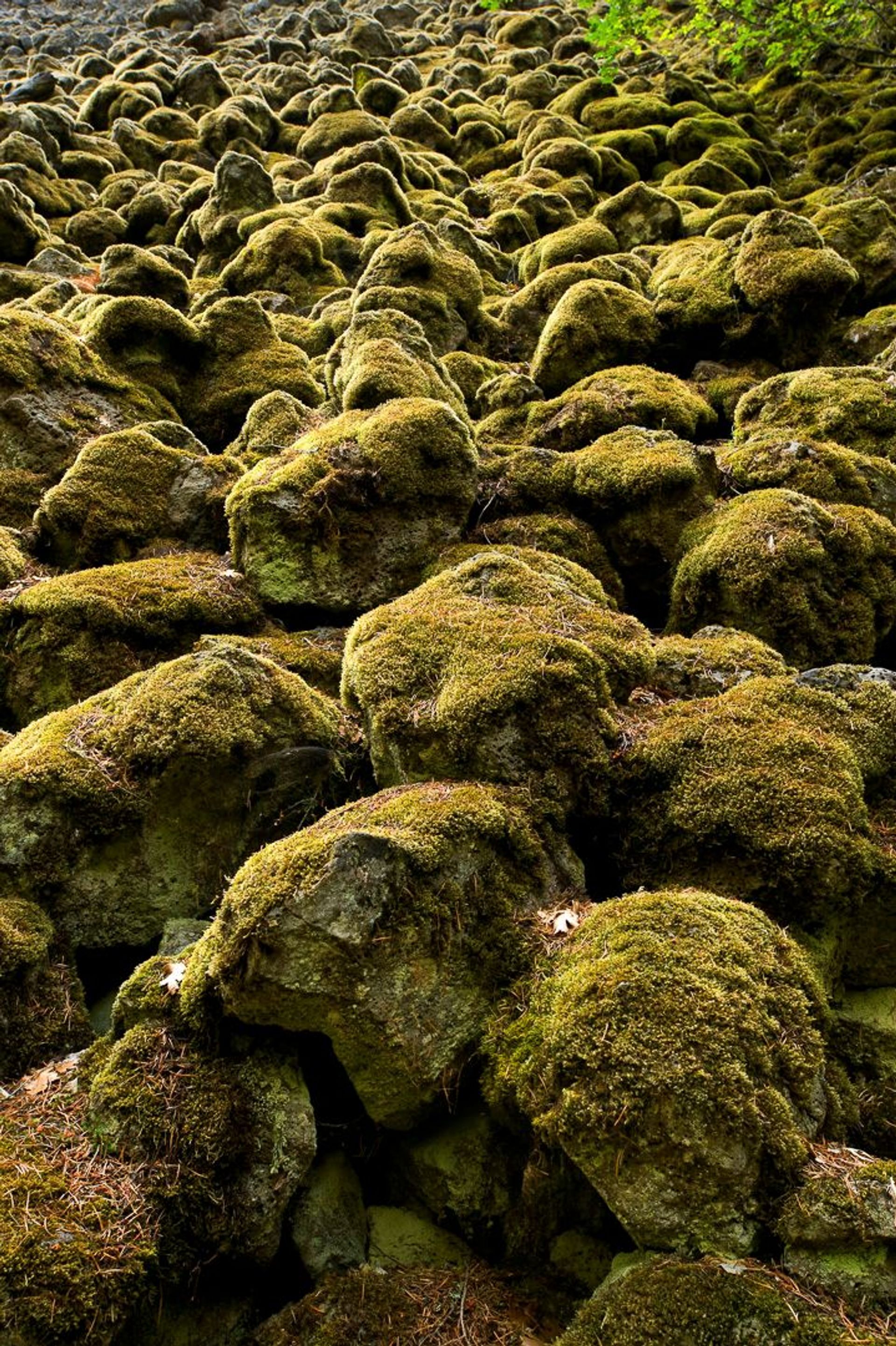 Image of California State Park