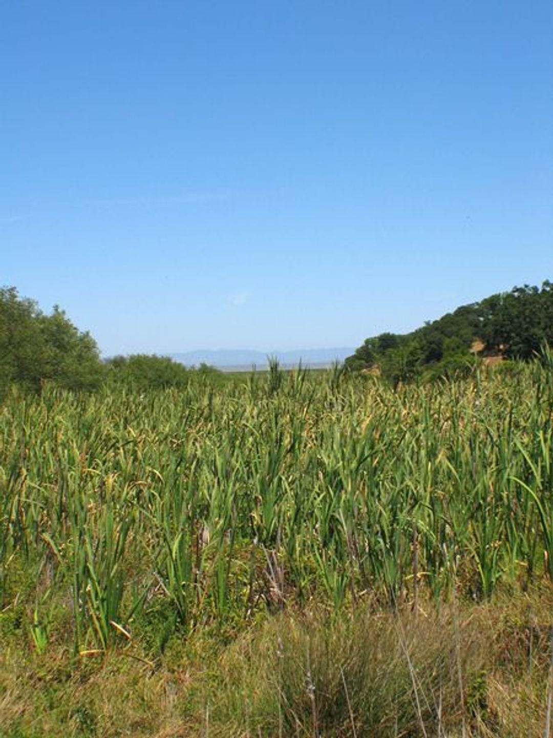 Image of California State Park